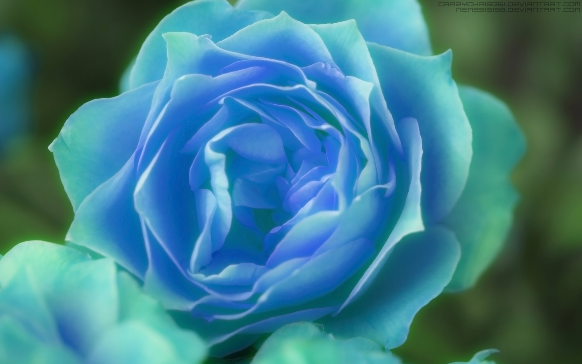 Sky Blue Rose Wallpaper