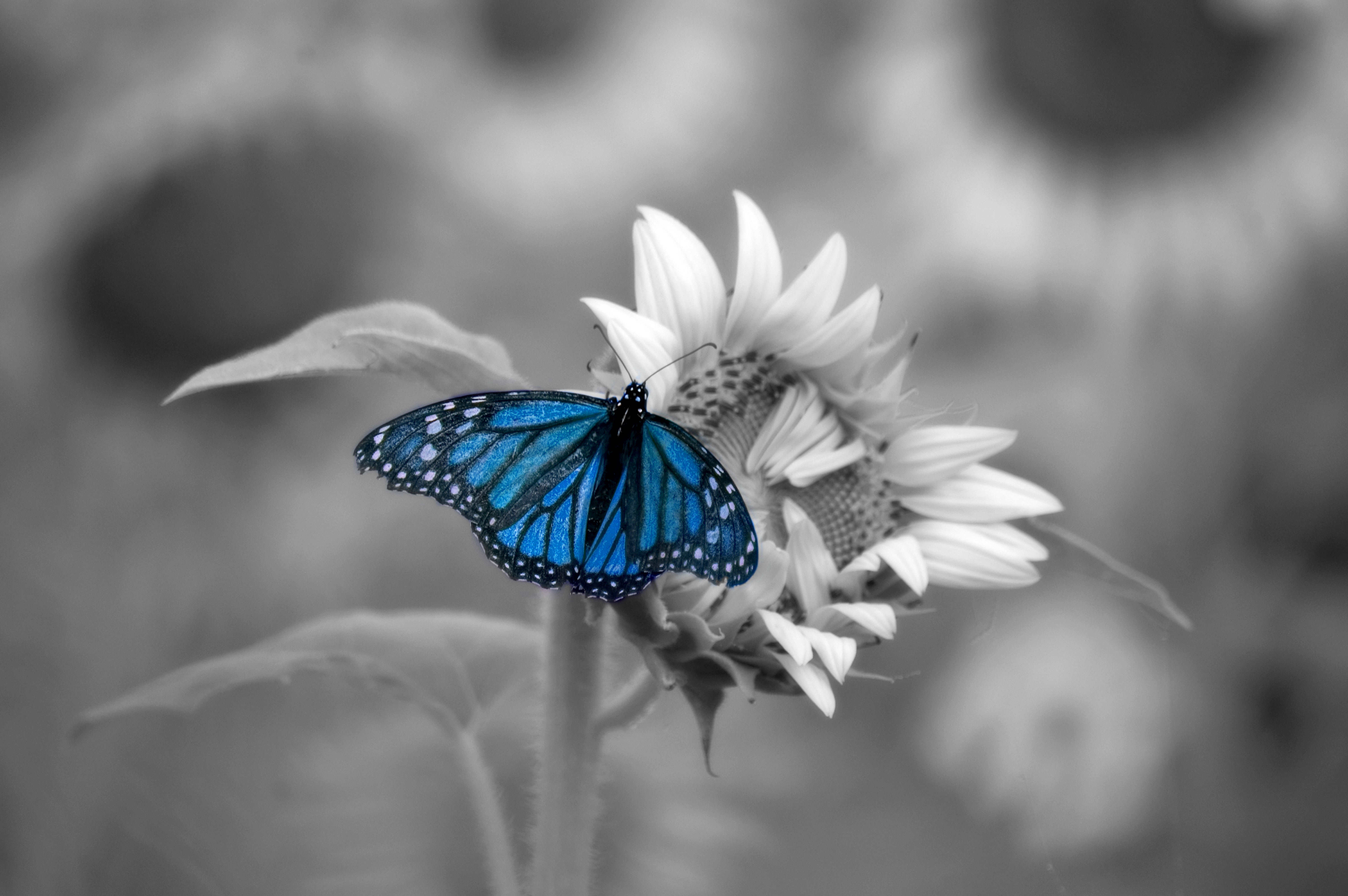 Blue Butterfly 4k Ultra Fond D Ecran Hd Image 6016x4000