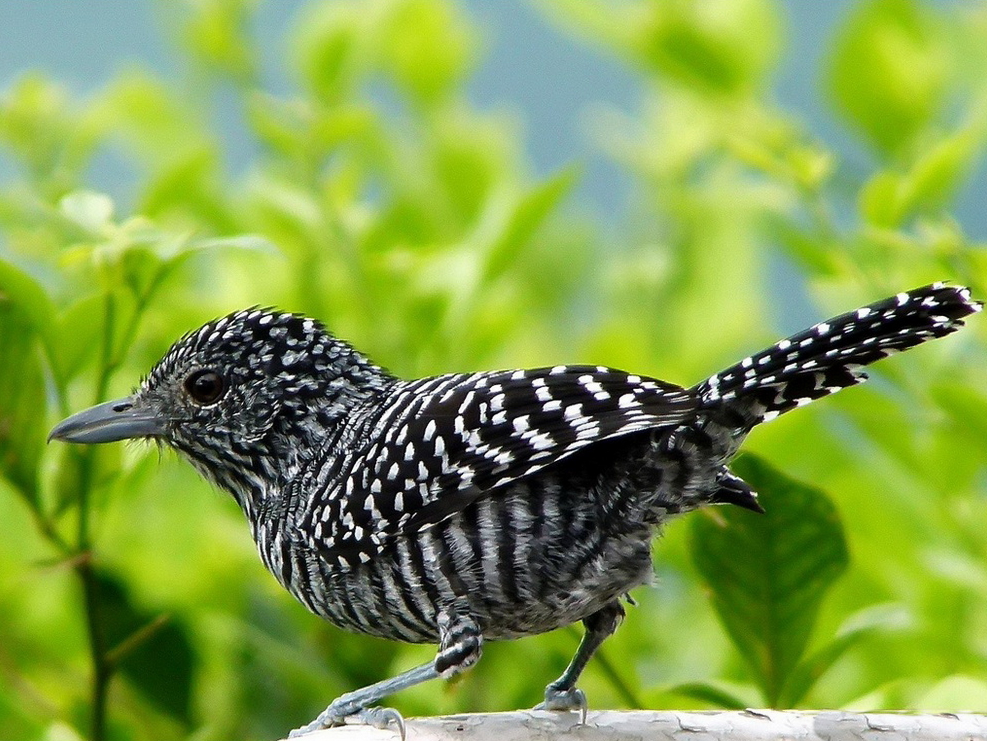 Download Barcrested Antshrike Animal Bird HD Wallpaper