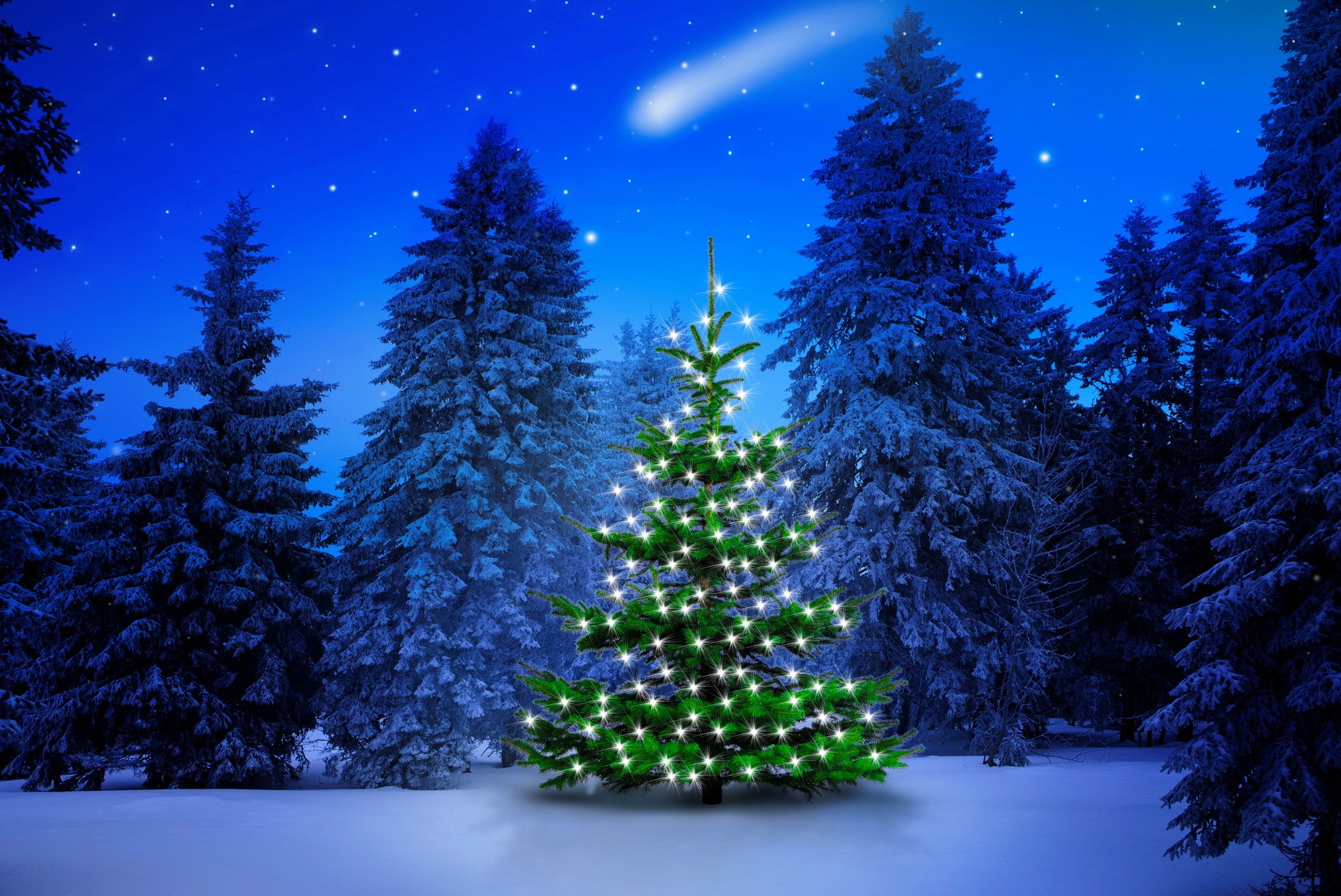 Download Light Winter Forest Christmas Tree Holiday Christmas Wallpaper