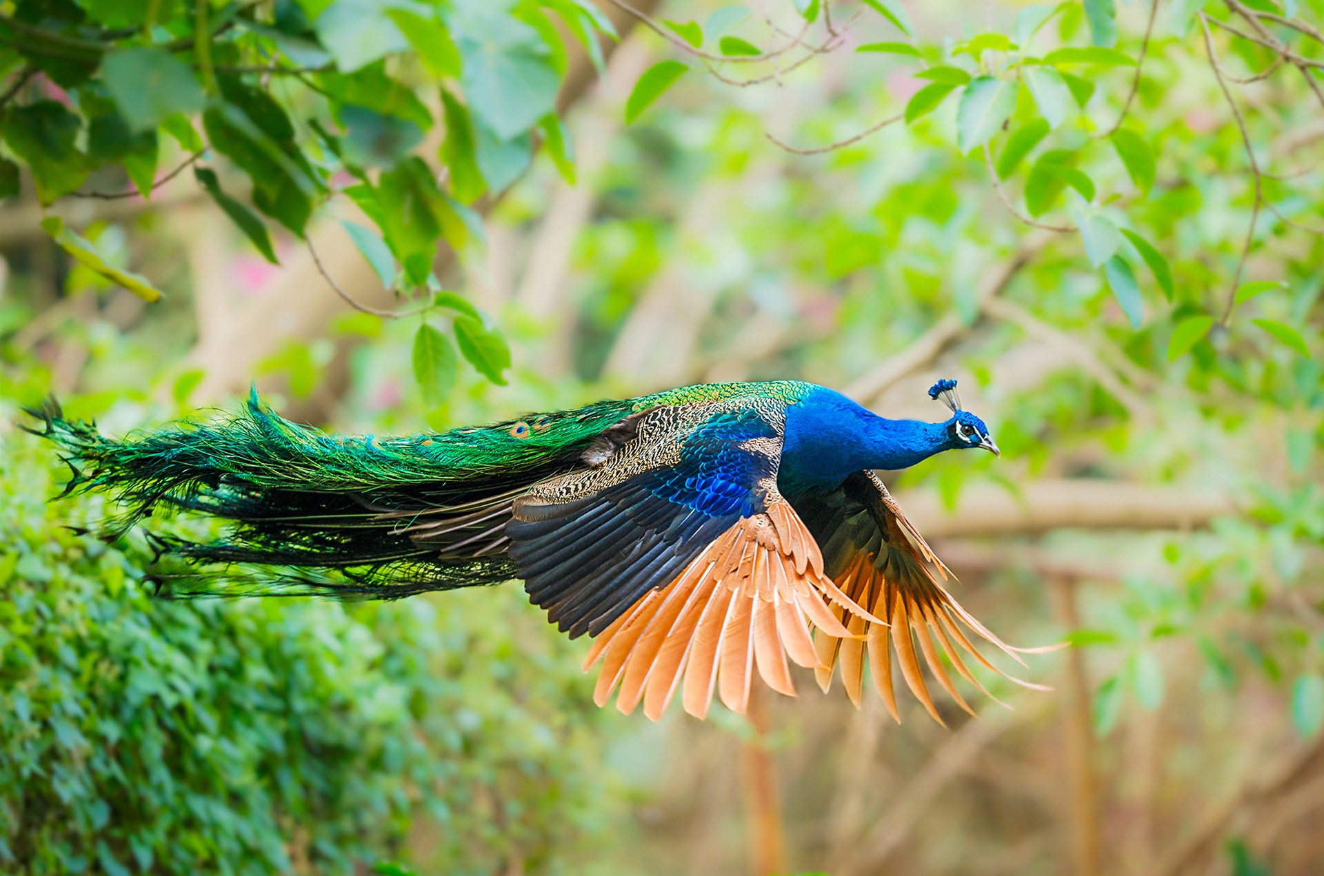 Download Colorful Bird Animal Peacock HD Wallpaper