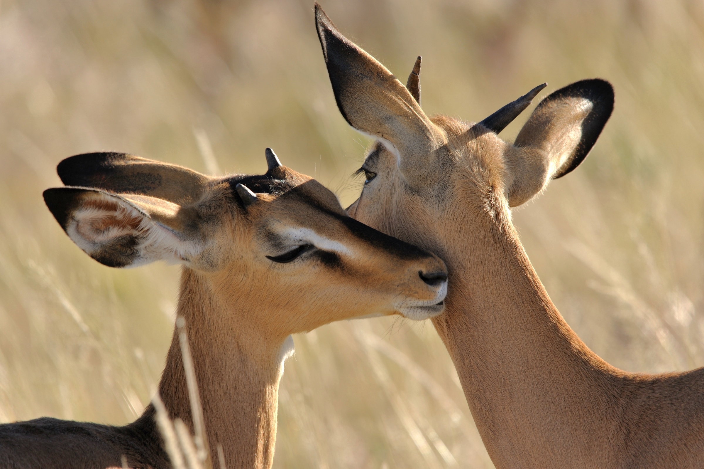Download Impala Blackfaced Impala Love Animal HD Wallpaper