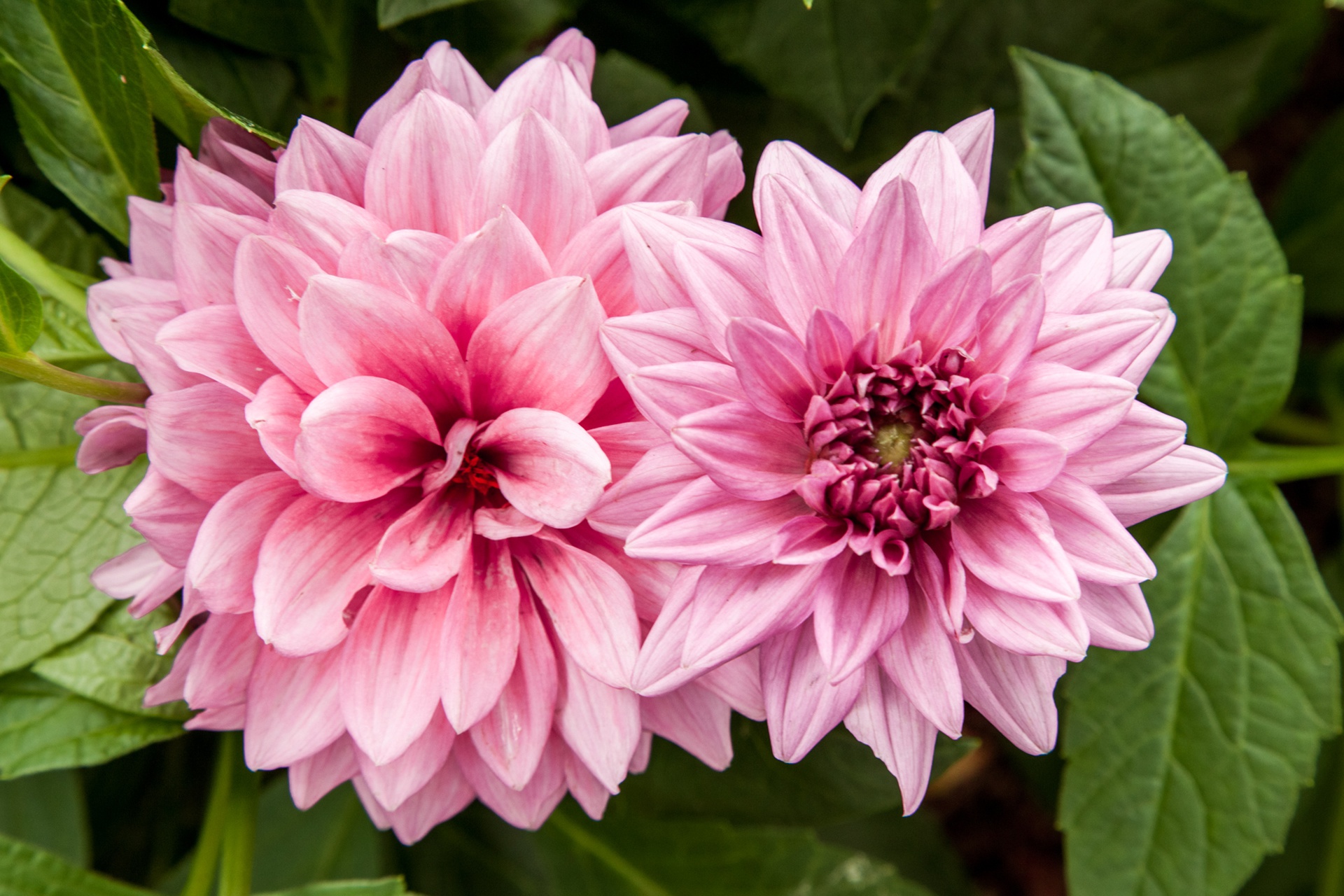 Dahlia Wallpaper 1920x1280
