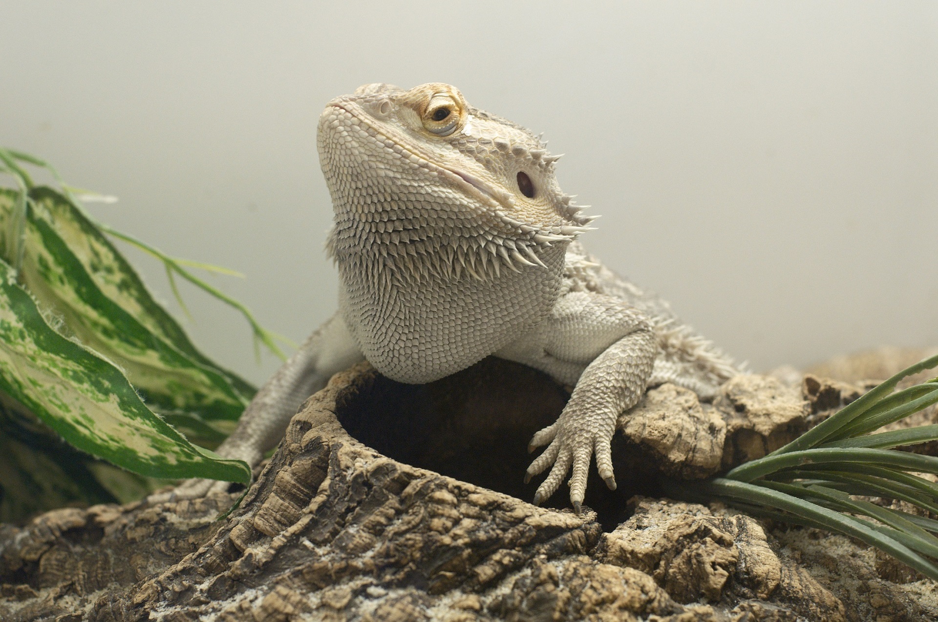 Albino Bearded Dragon (Pogona) HD Wallpaper