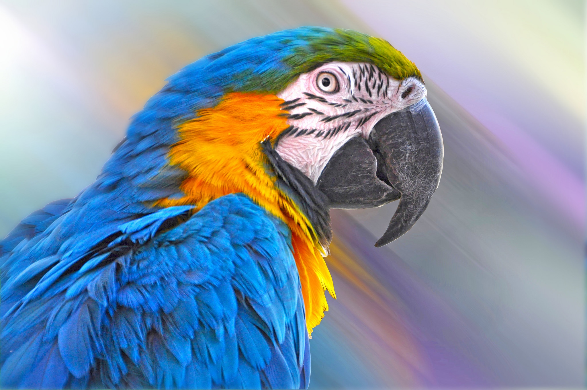 Download Beak Bird Macaw Animal Blueandyellow Macaw HD Wallpaper