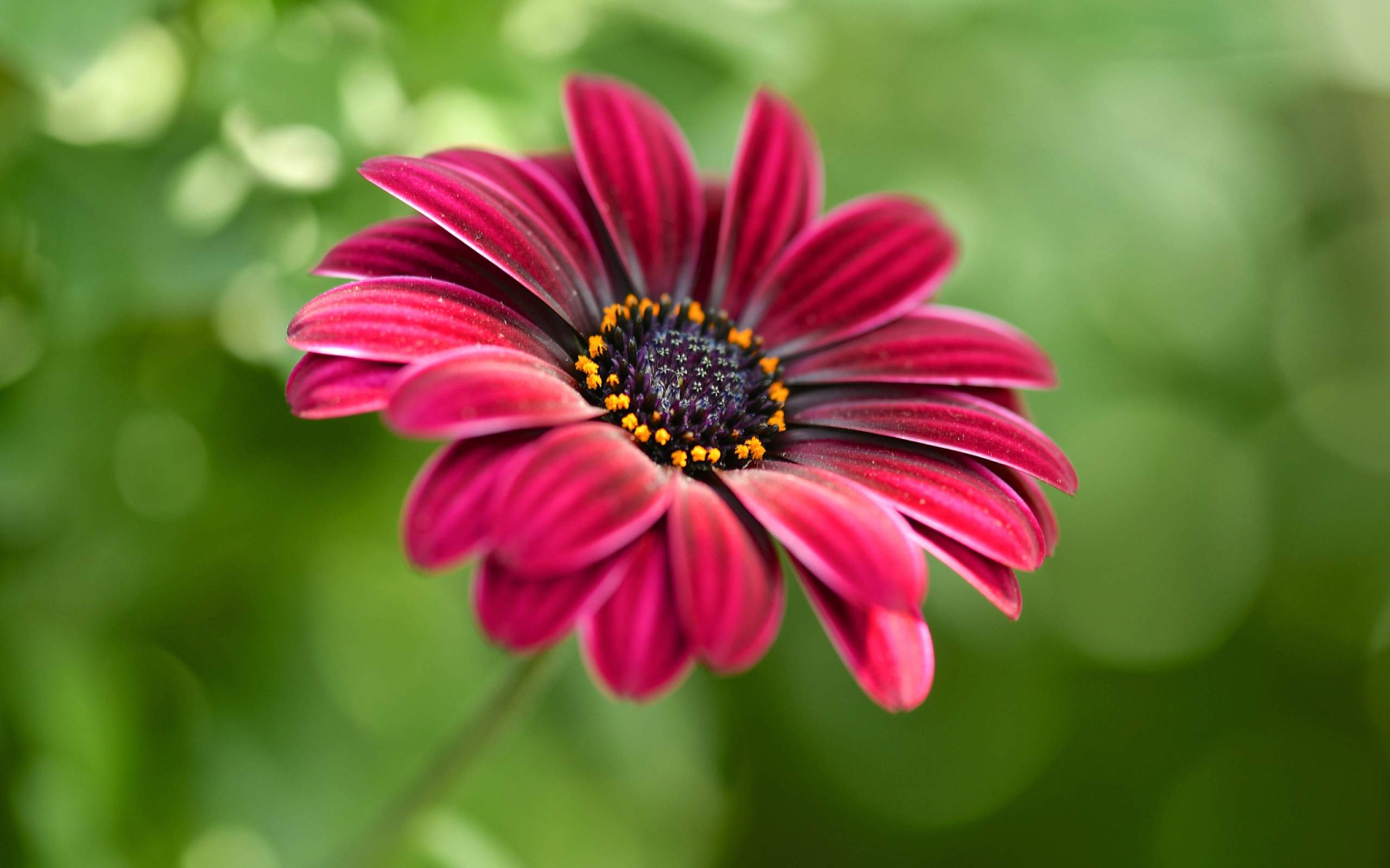 Red Daisy