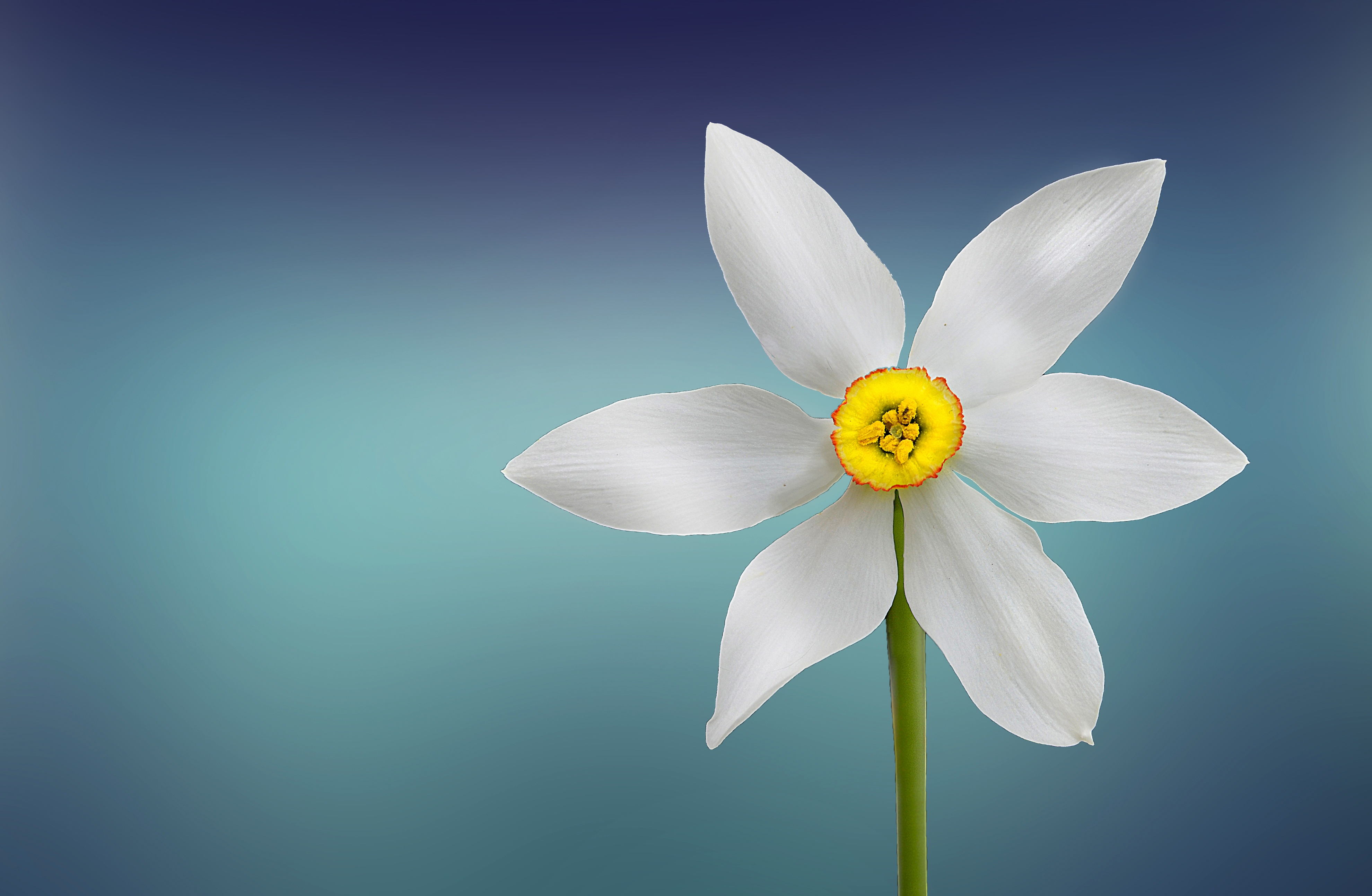 One Flower 4k Ultra HD Wallpaper Background Image 3959x2585 ID