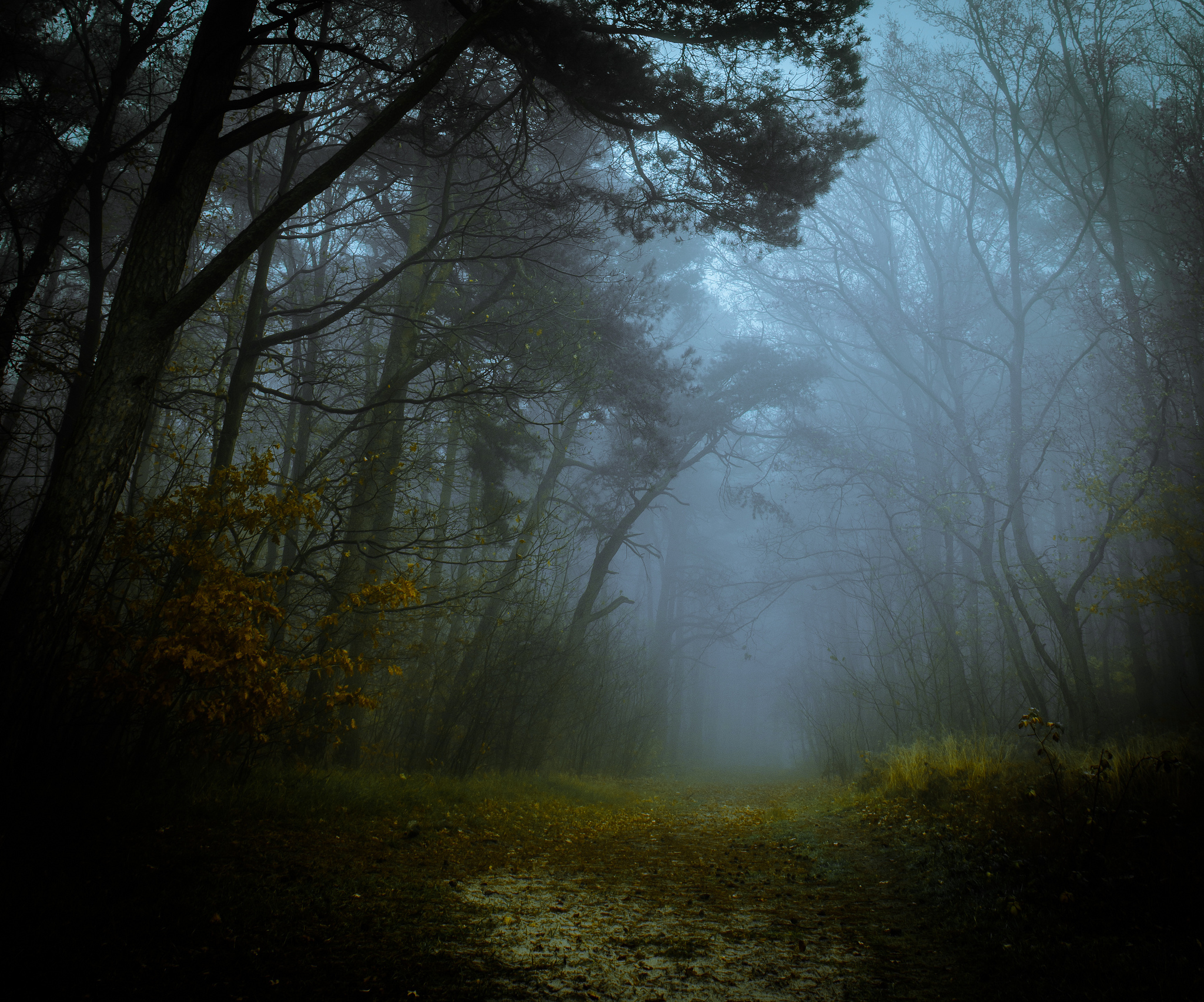 Misty Forest Path HD Wallpaper Background Image 2048x1705 ID