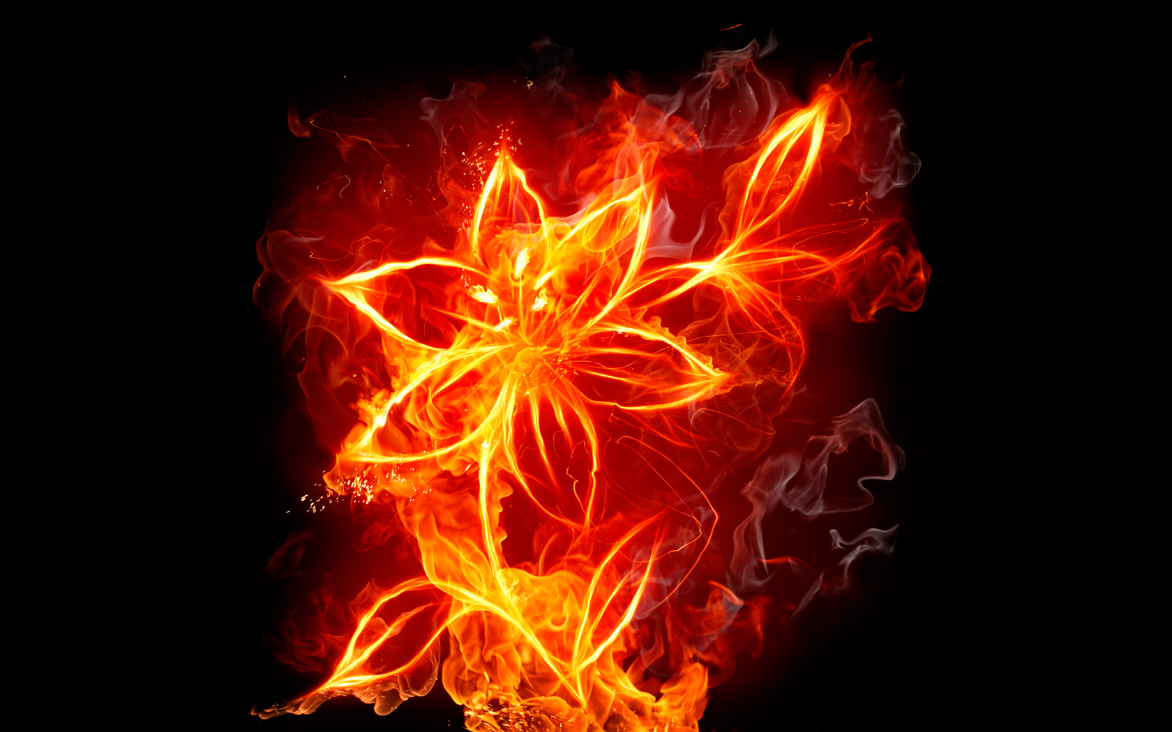 Fire Flower Wallpaper and Background Image 1680x1050 ID84143