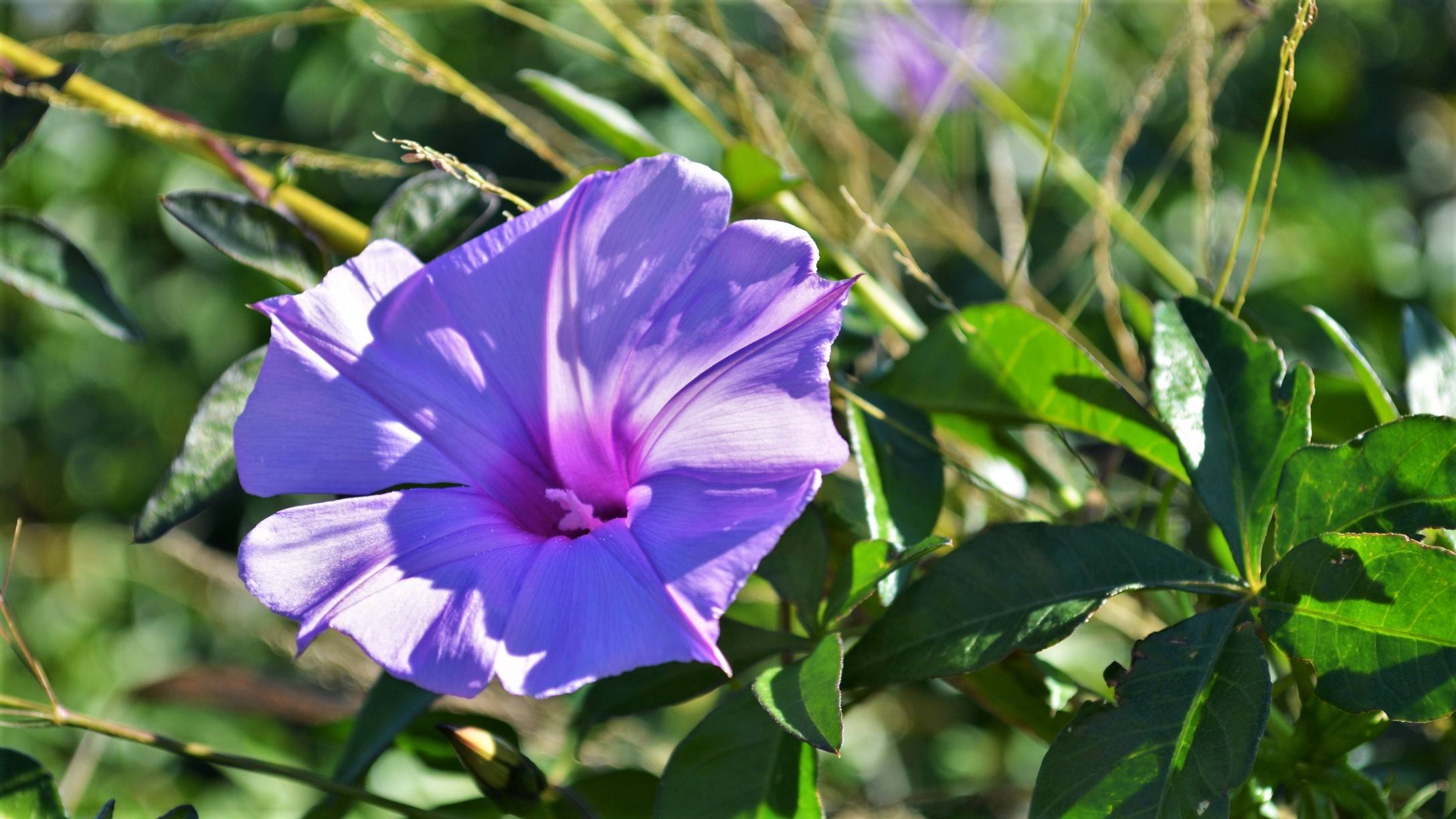 Purple Wildflower in the bush in Queensland Australia by lonewolf6738