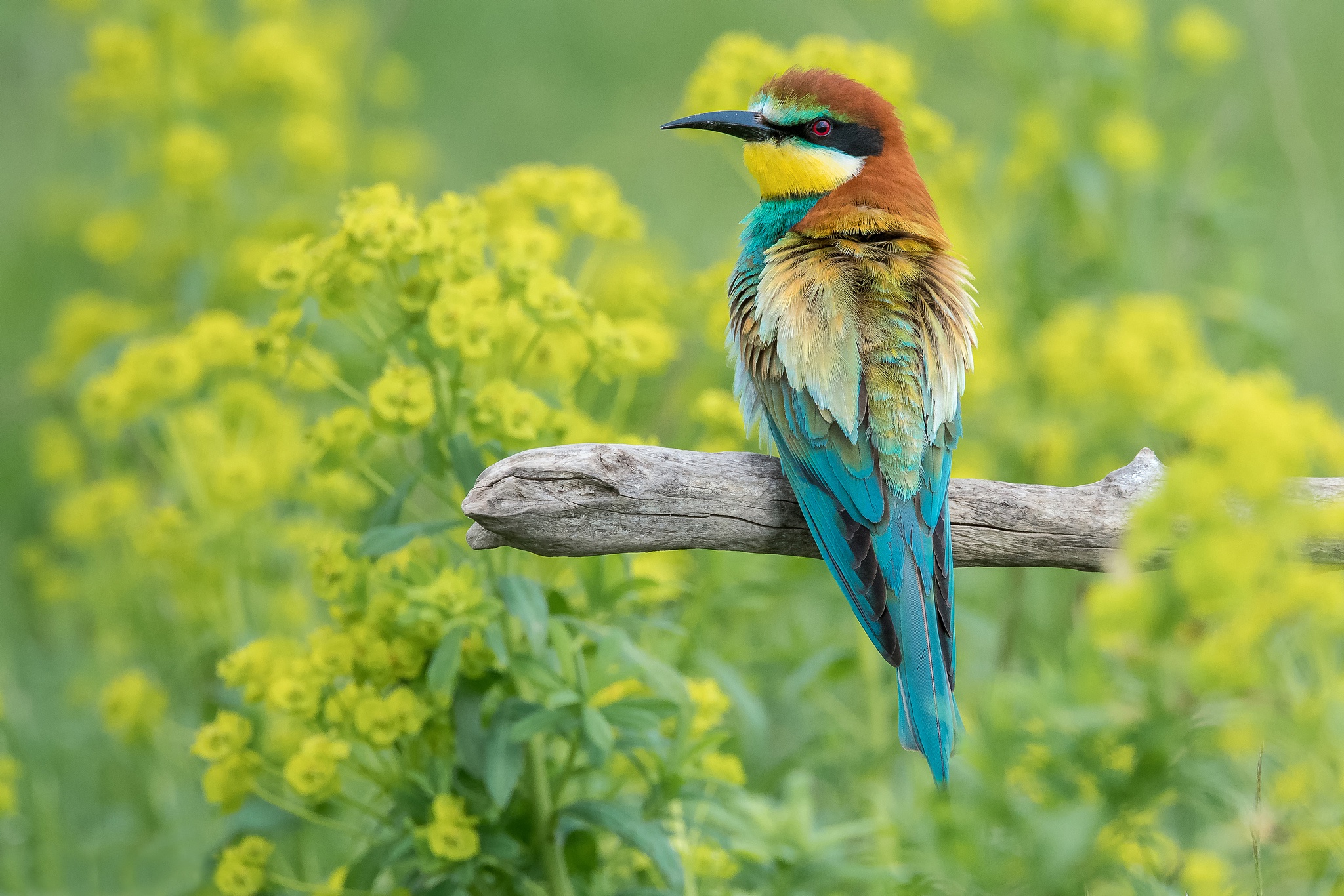 Download Yellow Flower Bird Animal Beeeater Beeeater HD Wallpaper