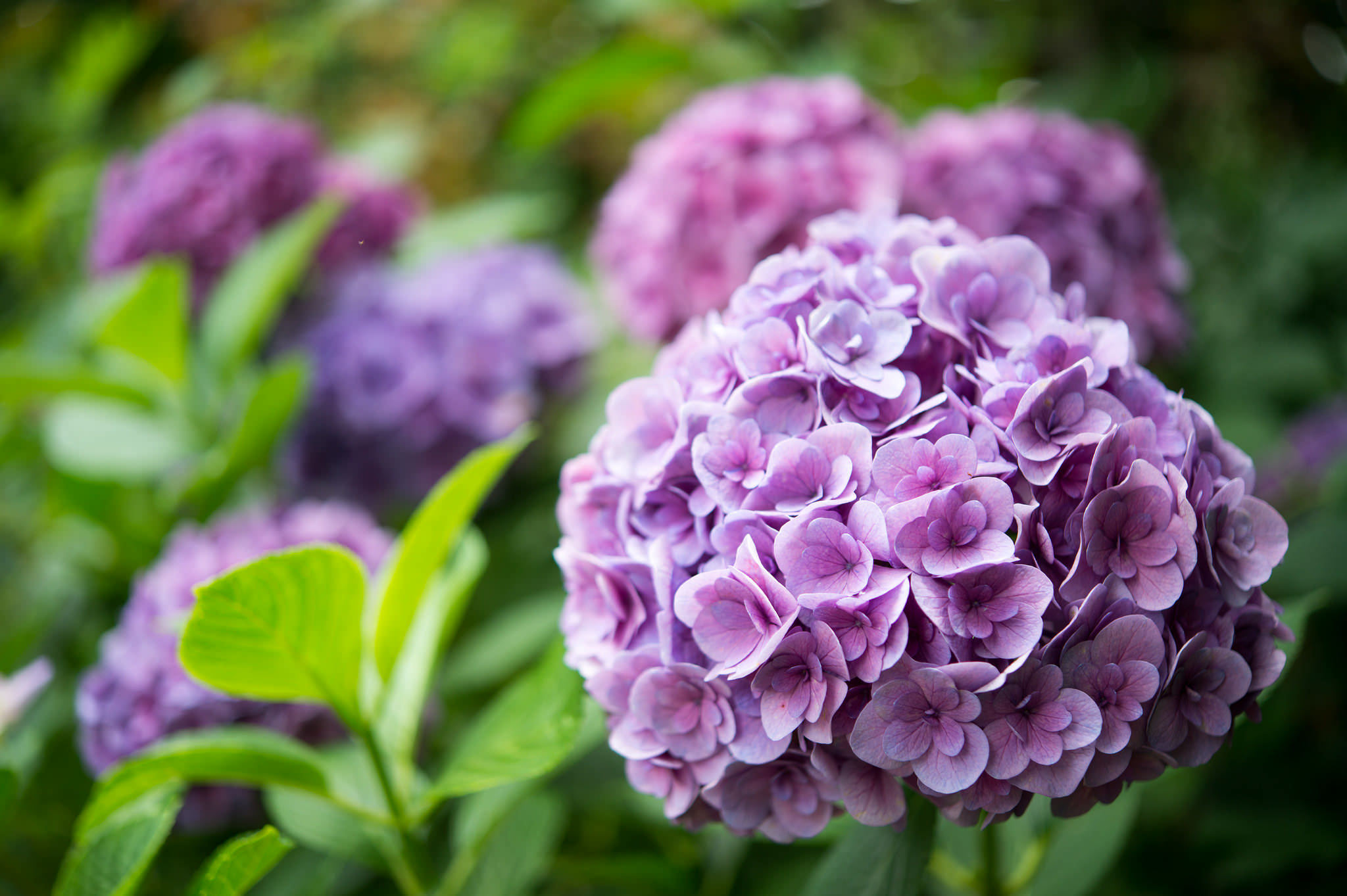 Download Purple Flower Closeup Flower Nature Hydrangea HD Wallpaper