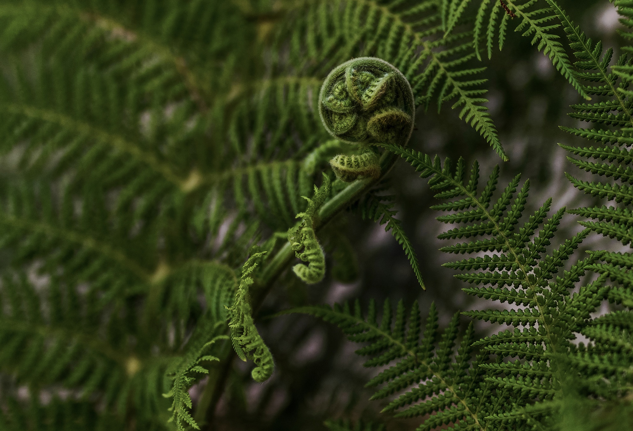 Download Greenery Macro Nature Fern HD Wallpaper