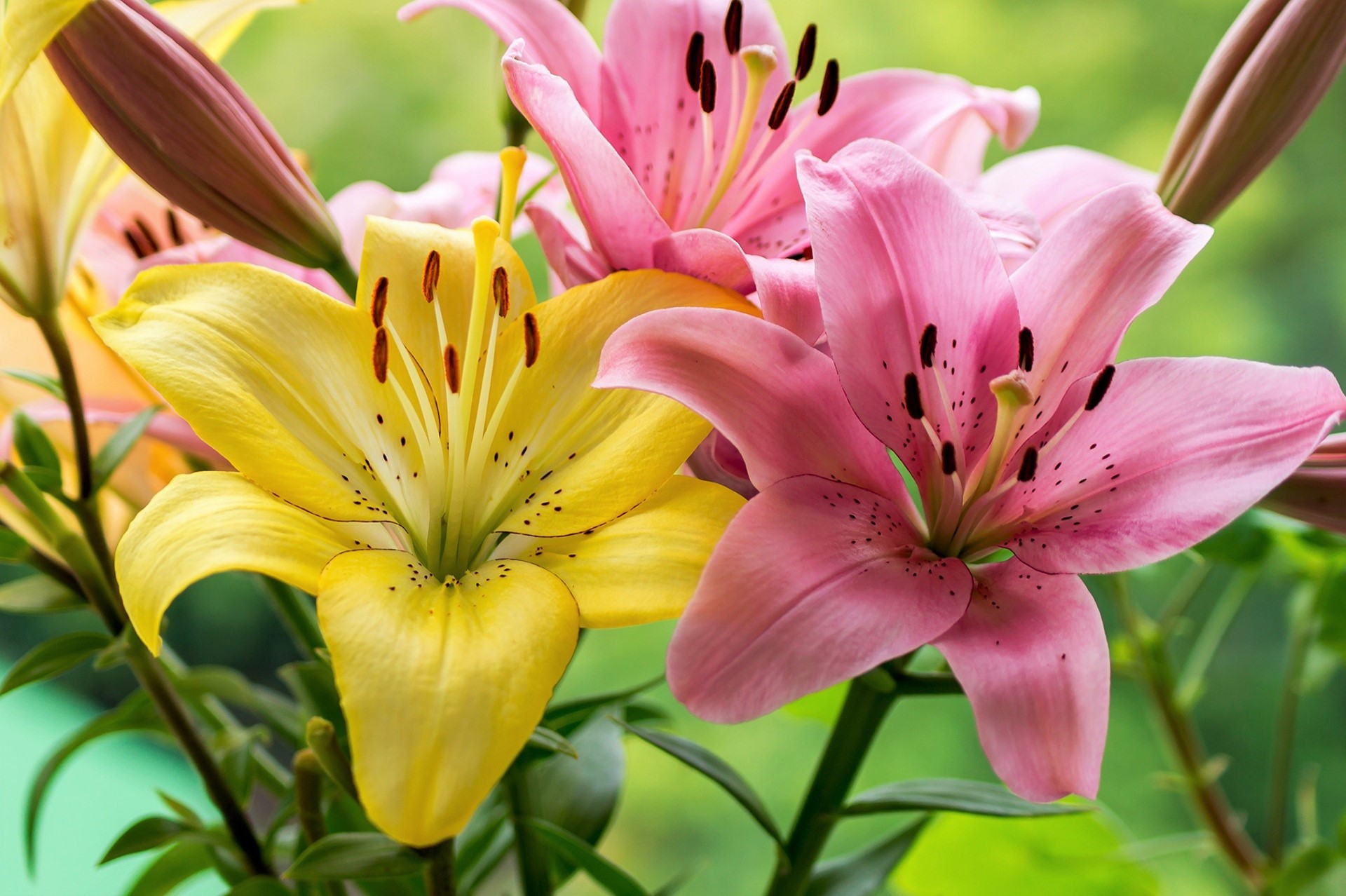 Download Yellow Flower Pink Flower Flower Nature Lily HD Wallpaper