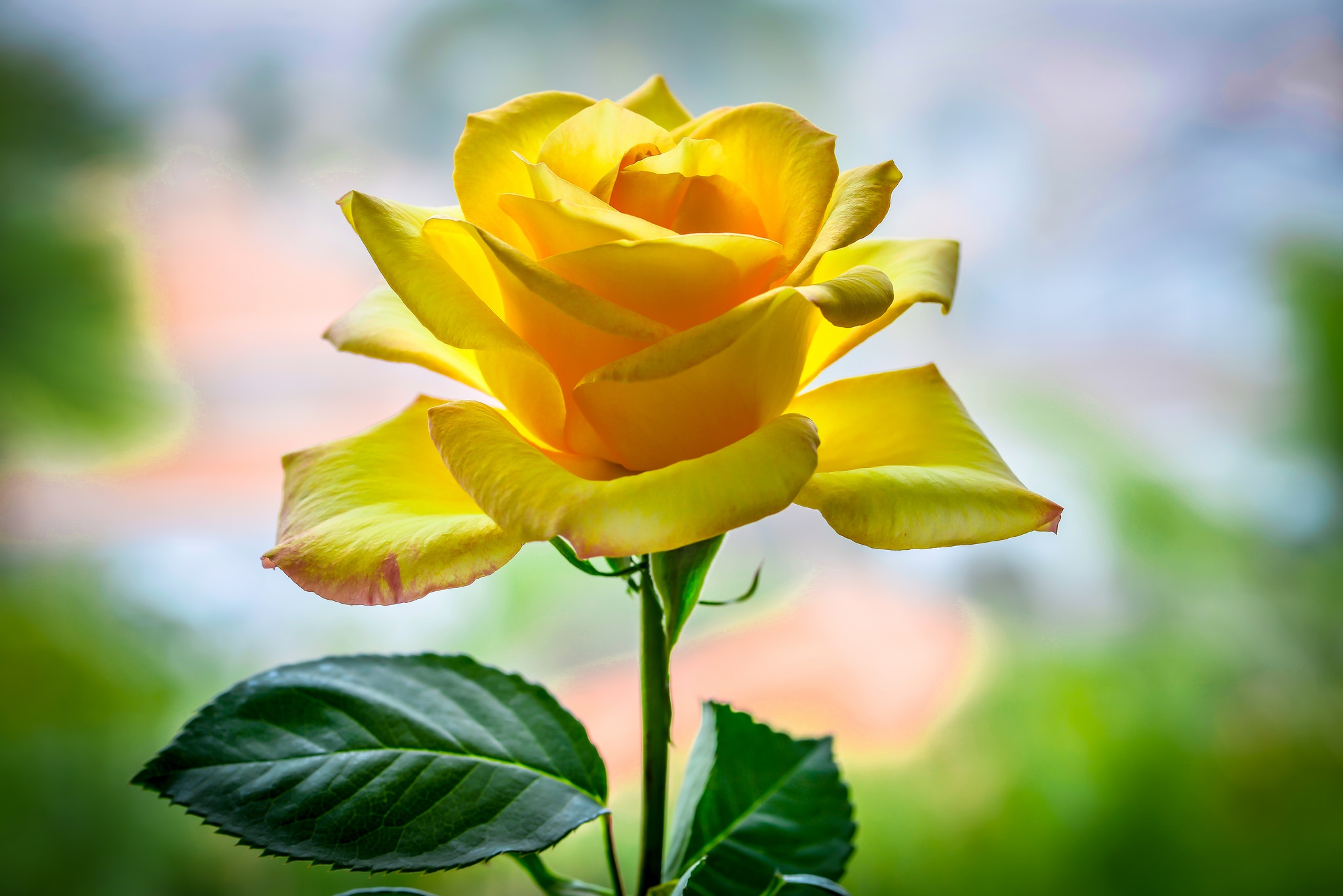 Download Yellow Flower Flower Nature Rose HD Wallpaper
