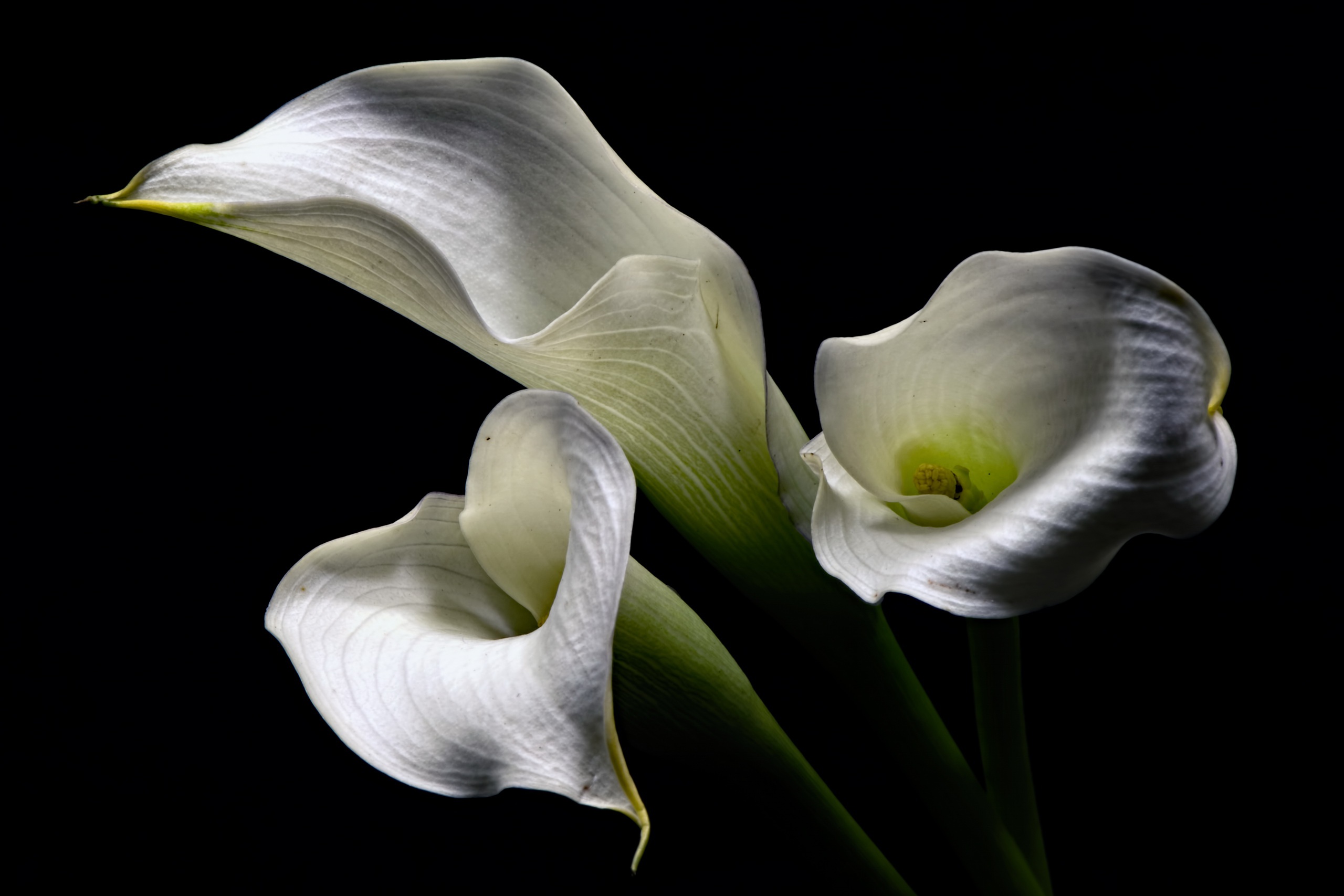 Download White Flower Flower Nature Calla Lily HD Wallpaper