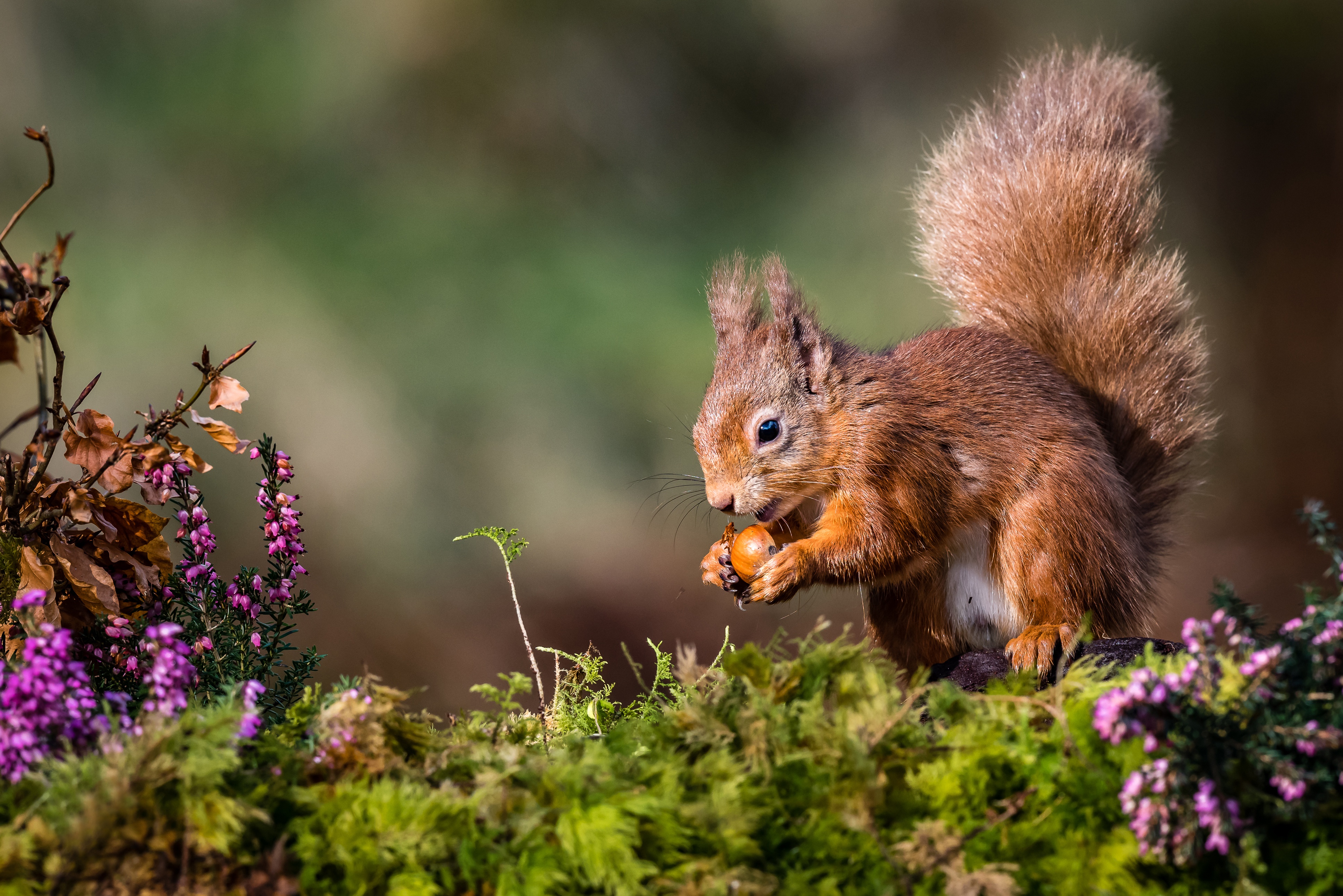 Squirrel 4k Ultra HD Wallpaper Background Image 3871x2583