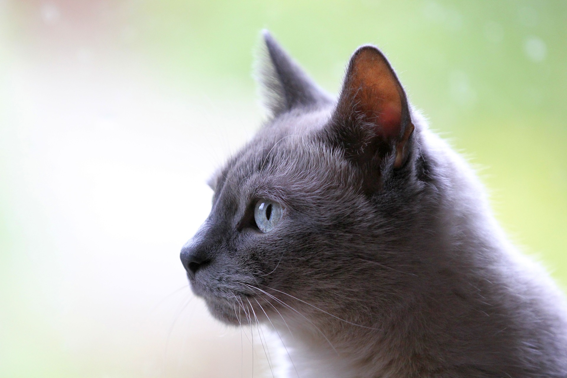 Russian Blue Cat Hd Wallpaper Wallpaper Flare Images