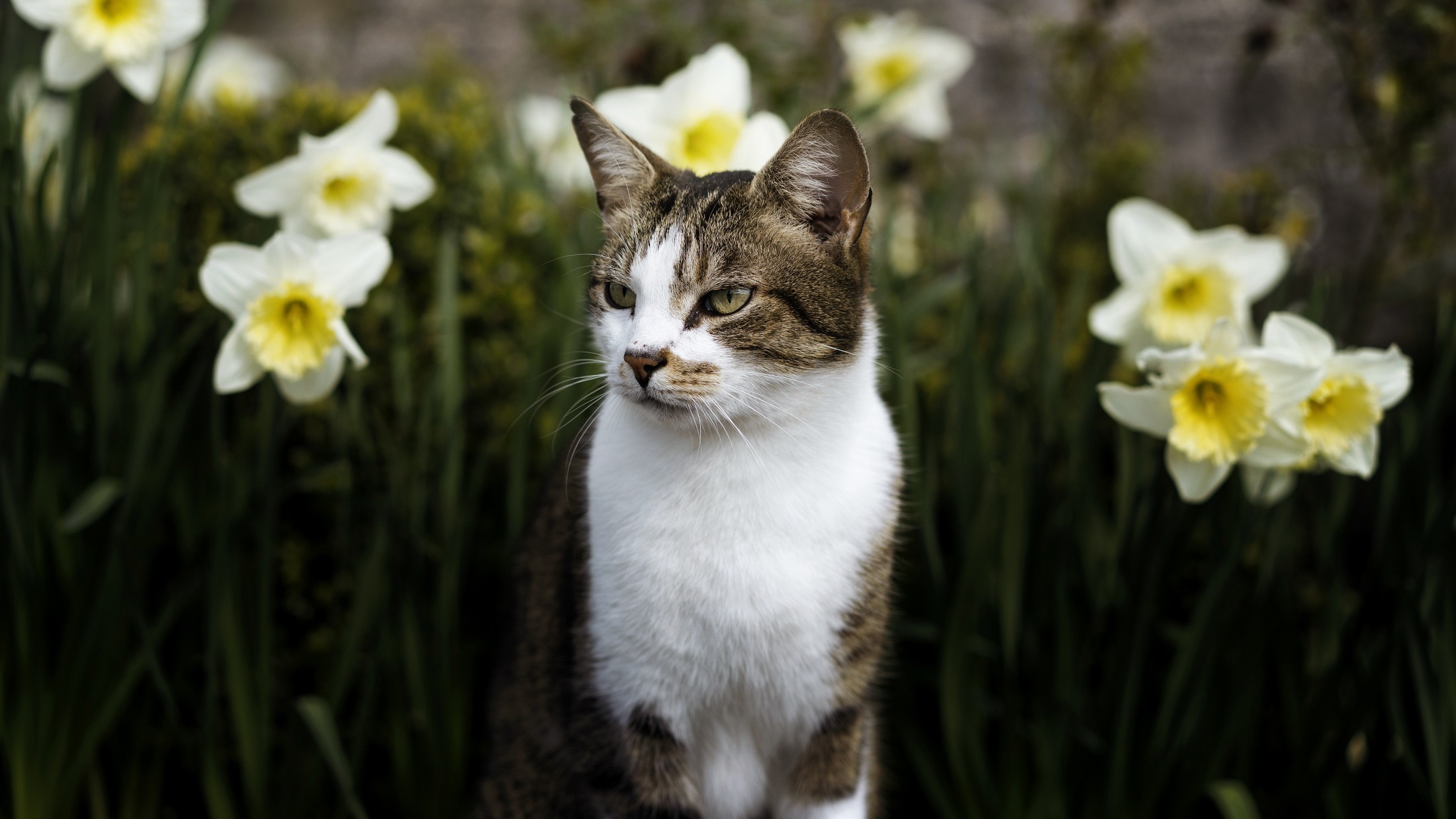 Download Daffodil Flower Animal Cat HD Wallpaper