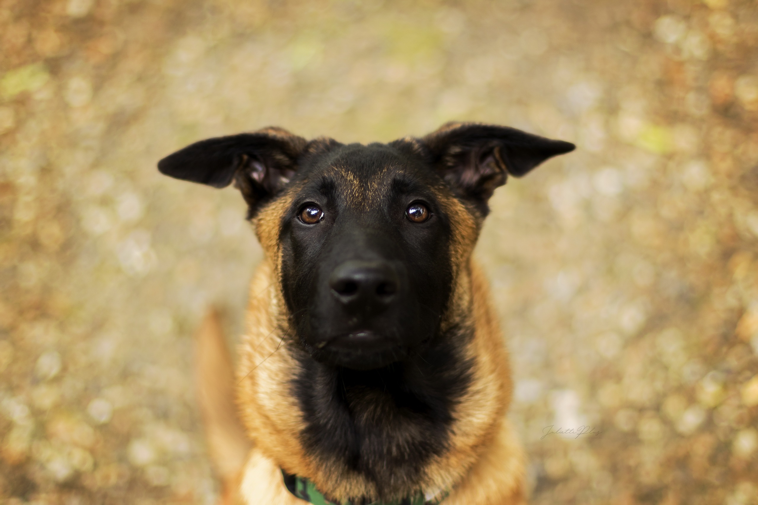 Berger belge malinois Fond d'écran HD ArrièrePlan