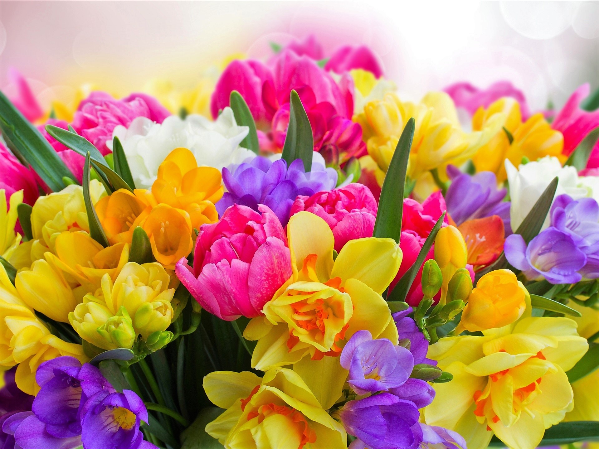 Download Colorful Colors Spring Nature Flower HD Wallpaper