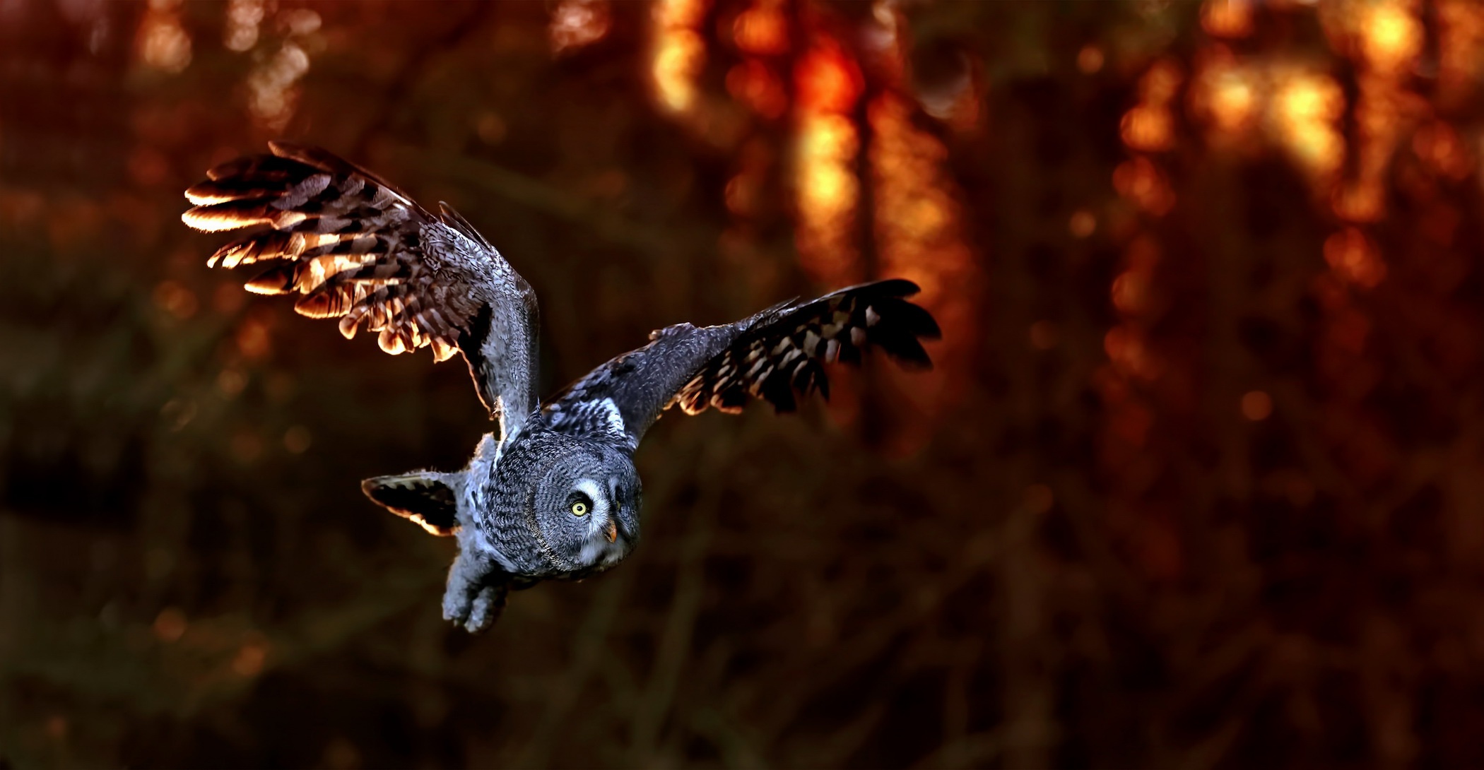 Download Bird Owl Animal Great Grey Owl HD Wallpaper