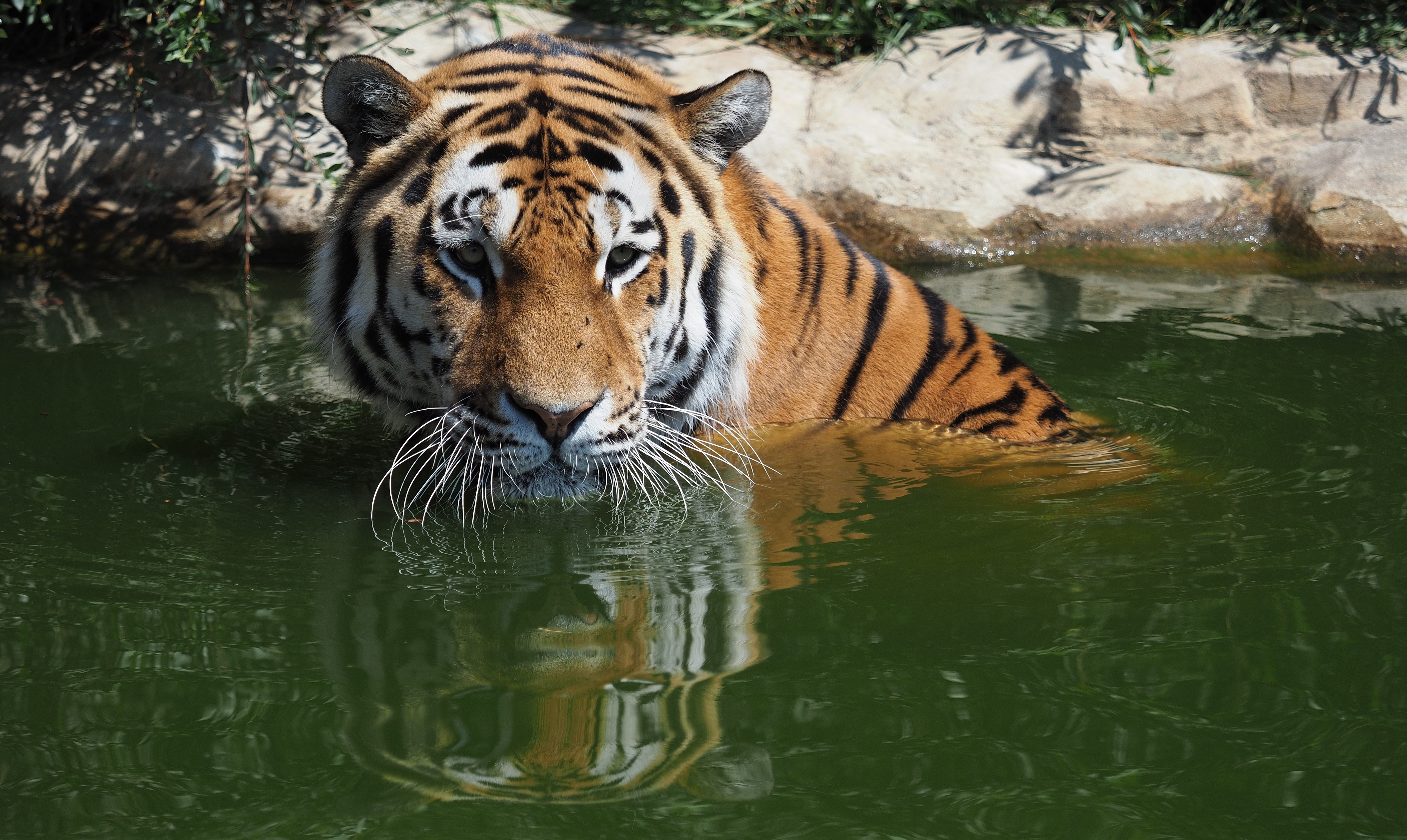 Download Zoo Animal Tiger 4k Ultra HD Wallpaper by Petr Elvis
