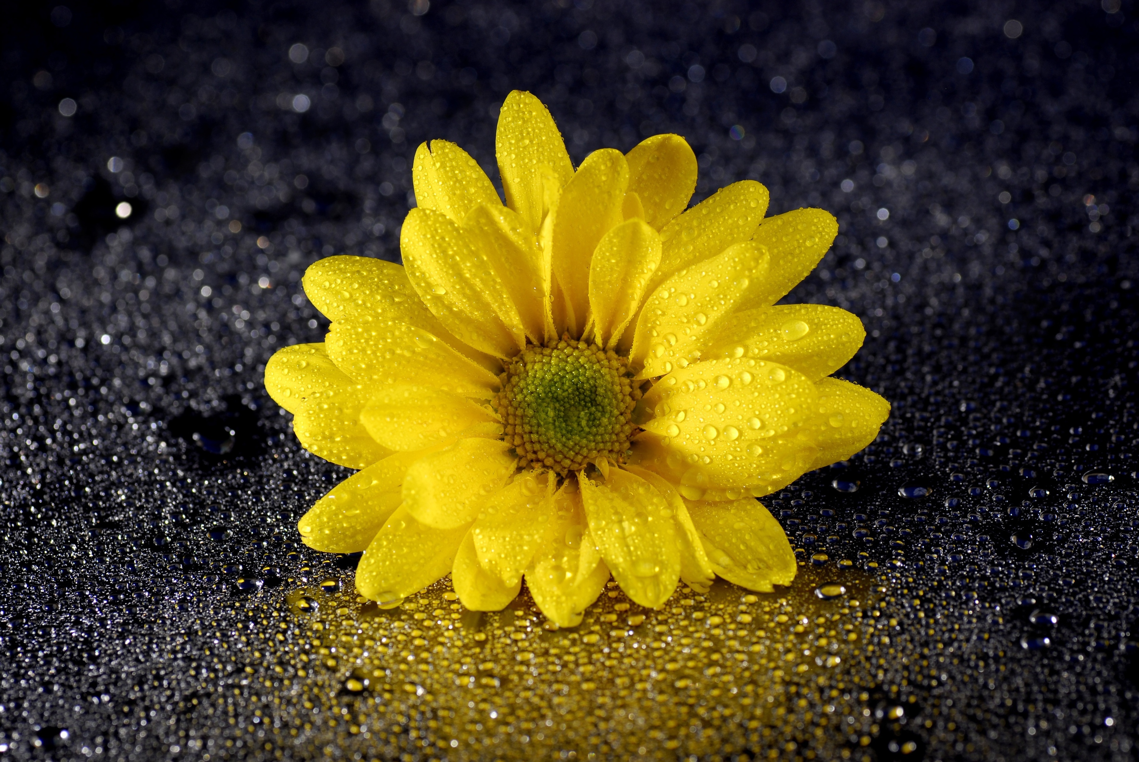 Download Water Drop Flower Yellow Flower Nature Daisy 4k Ultra HD Wallpaper