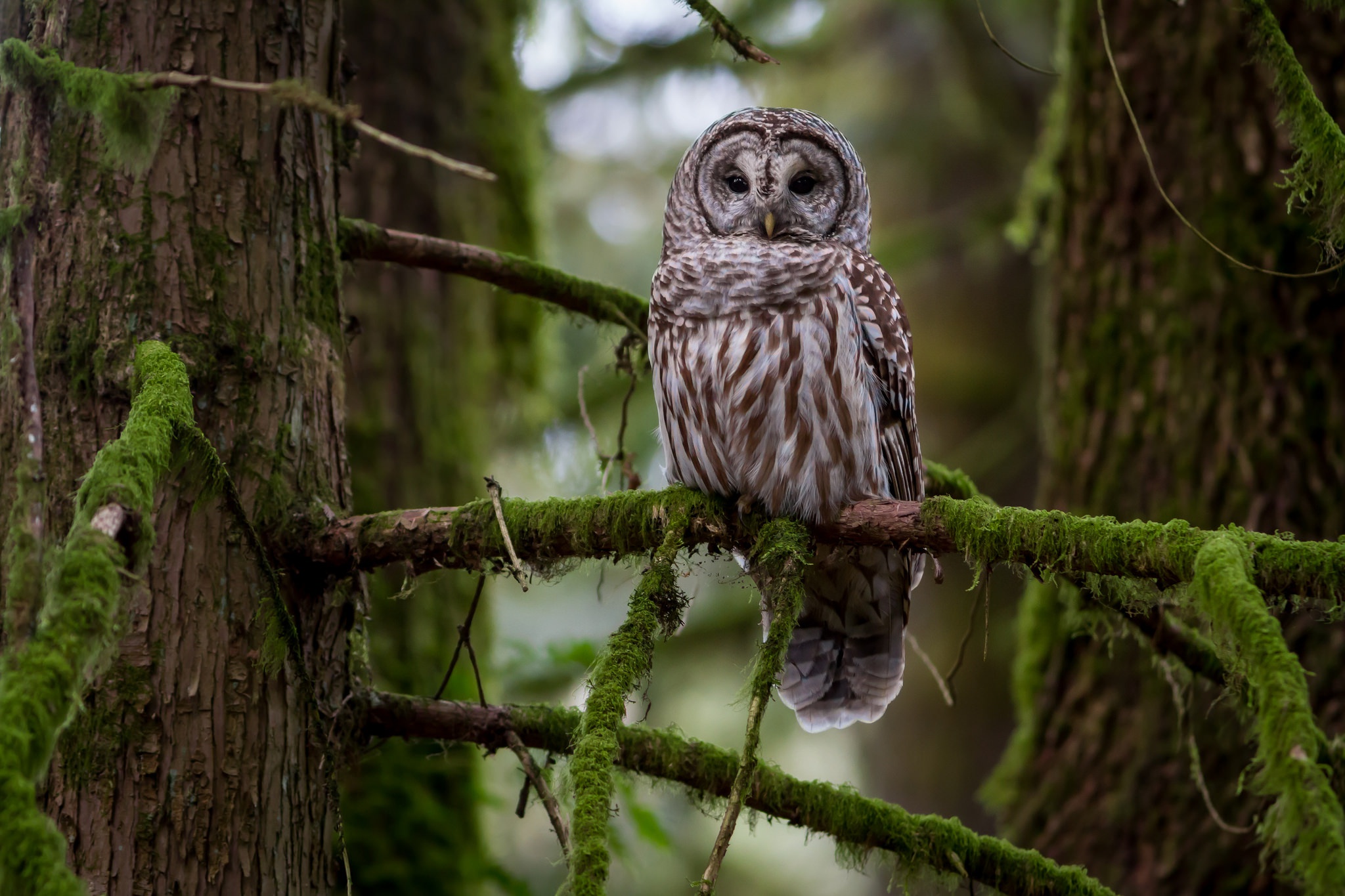 Download Bird Owl Animal Great Grey Owl HD Wallpaper