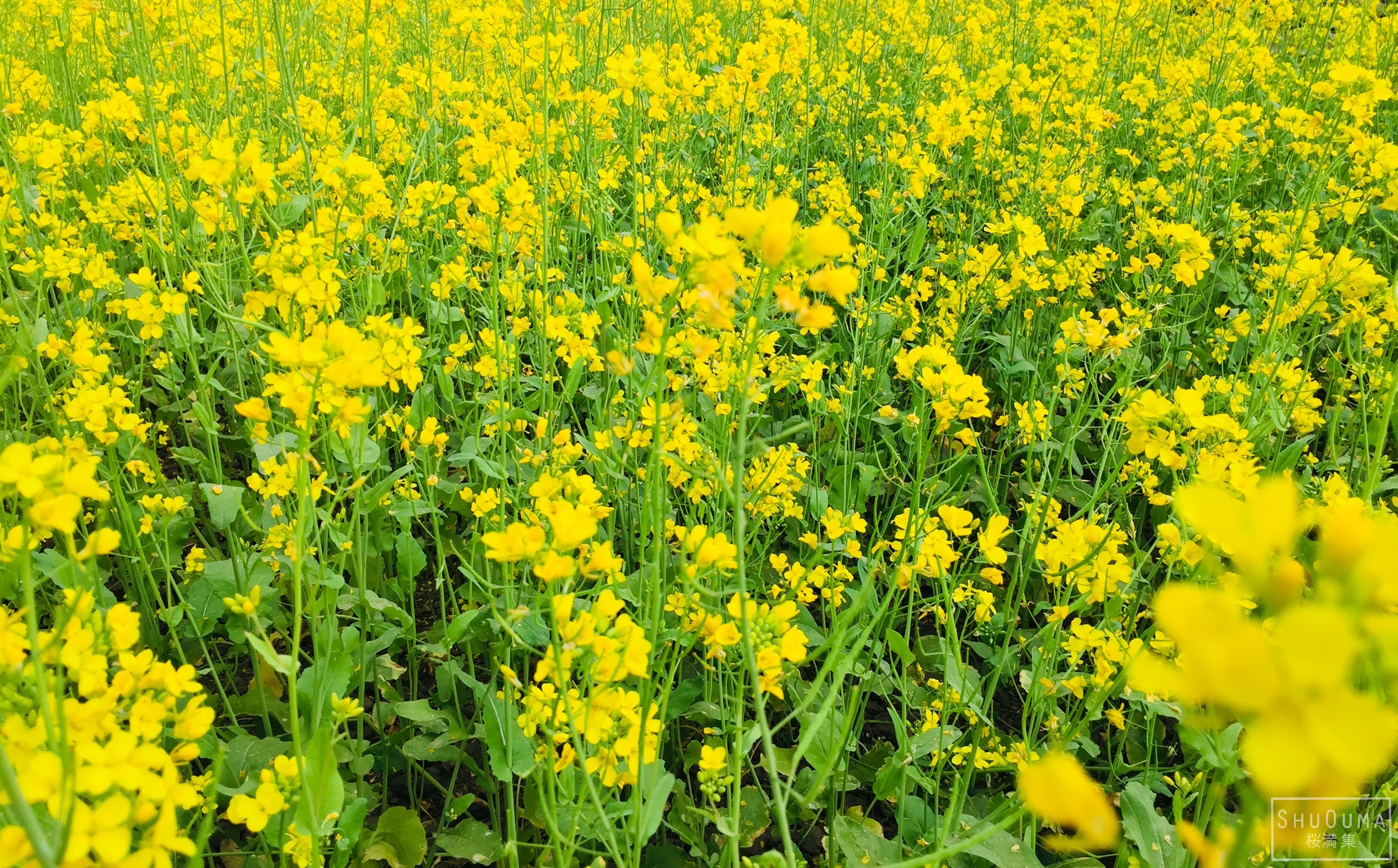 Flower HD Wallpaper Background Image 3264x2028