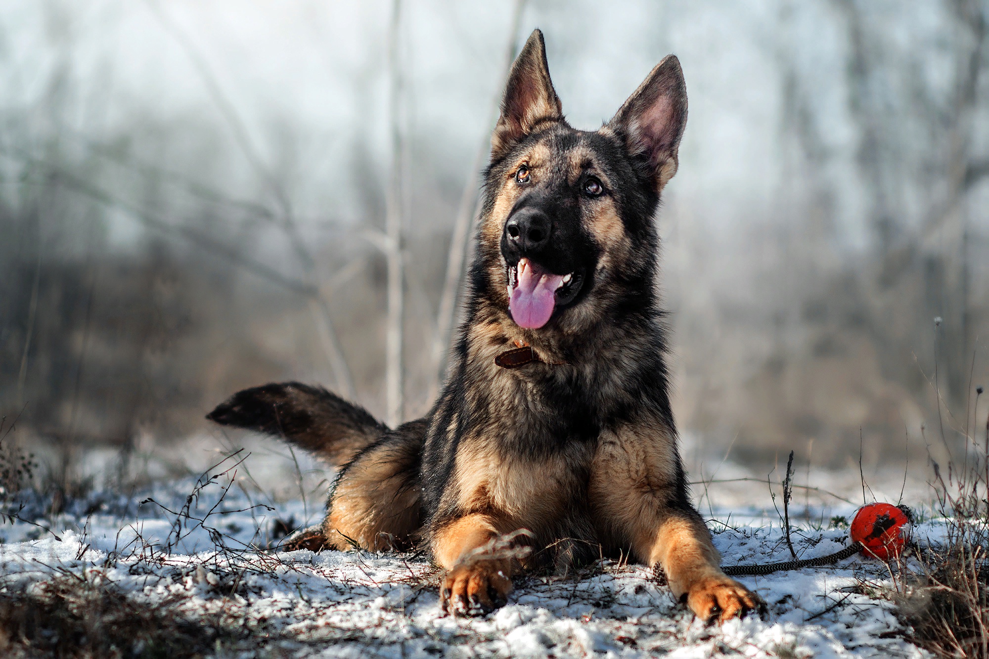 Download Dog Animal German Shepherd HD Wallpaper