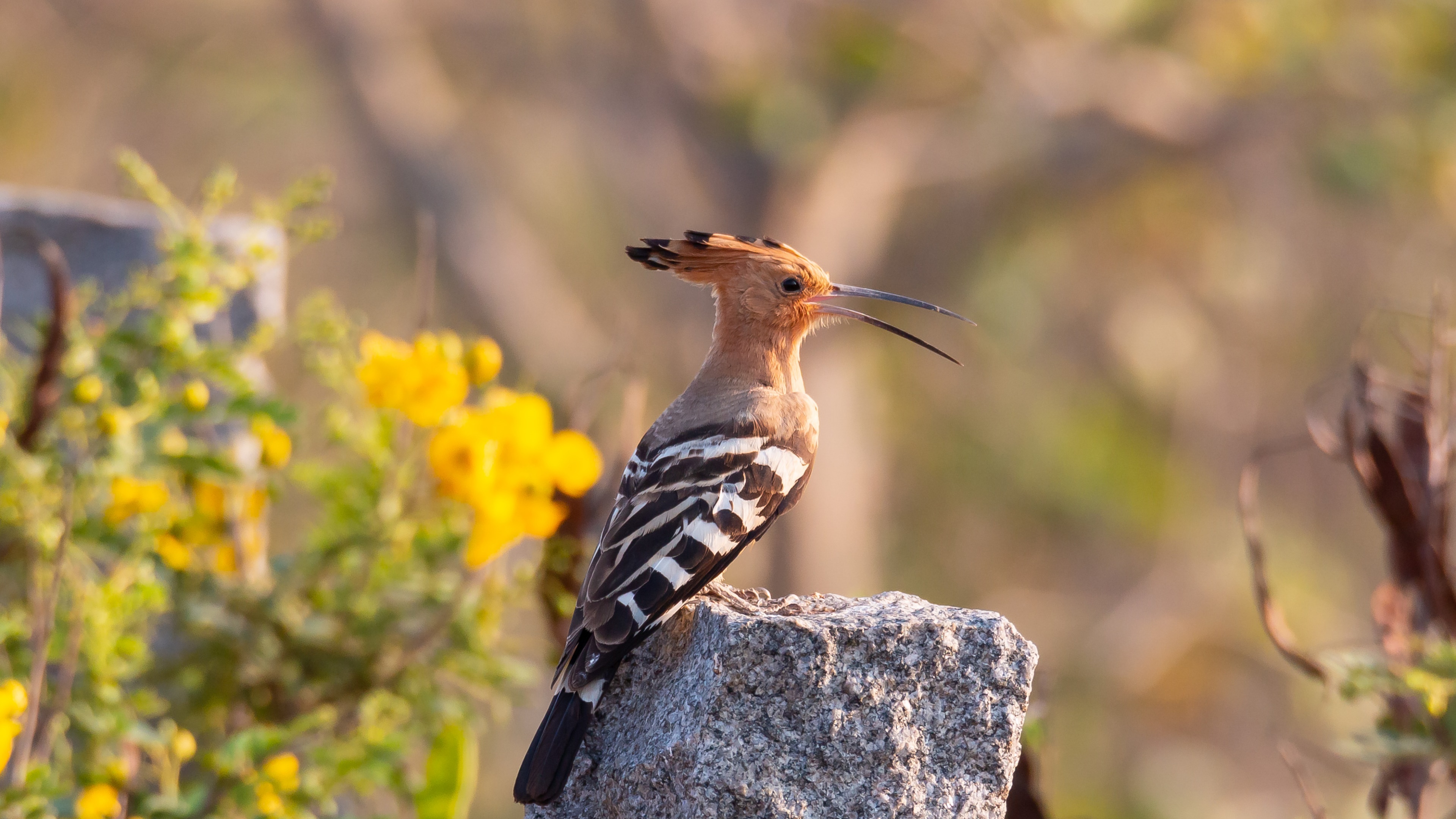 Download Bird Animal Hoopoe 4k Ultra HD Wallpaper