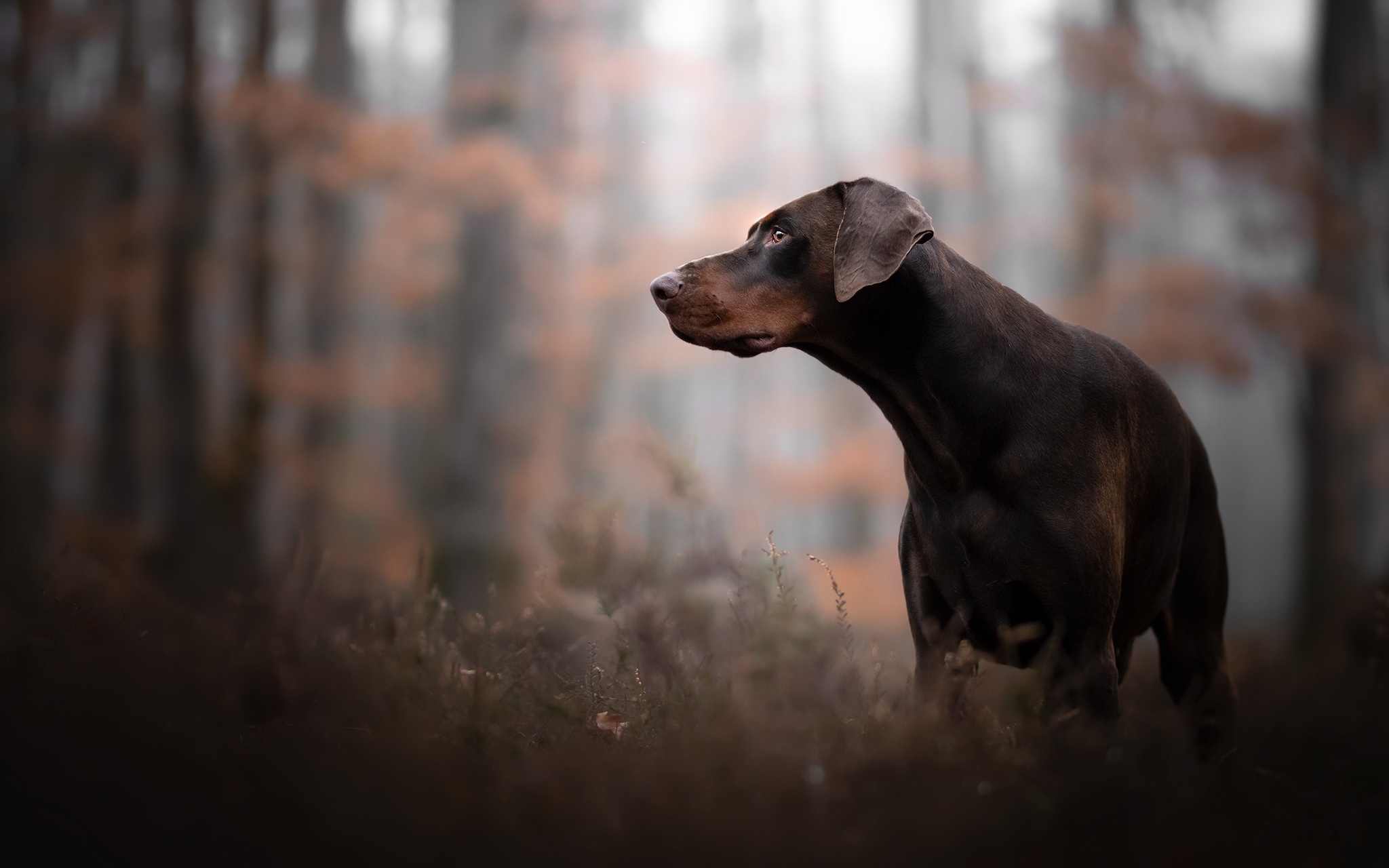 Doberman Pinscher HD Wallpaper Background Image 2048x1280 ID