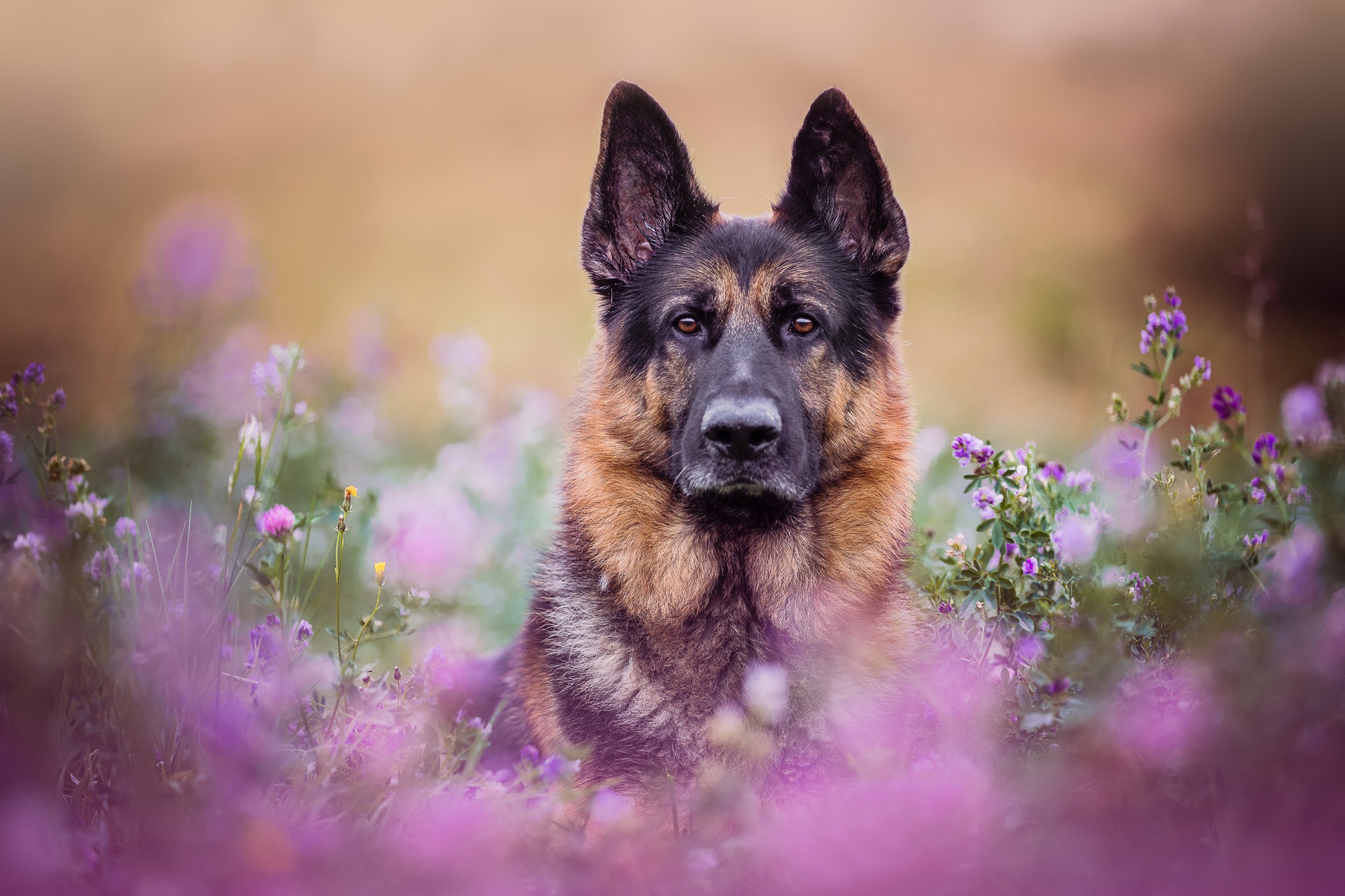 German Shepherd HD Wallpaper Background Image 2048x1365 ID996795