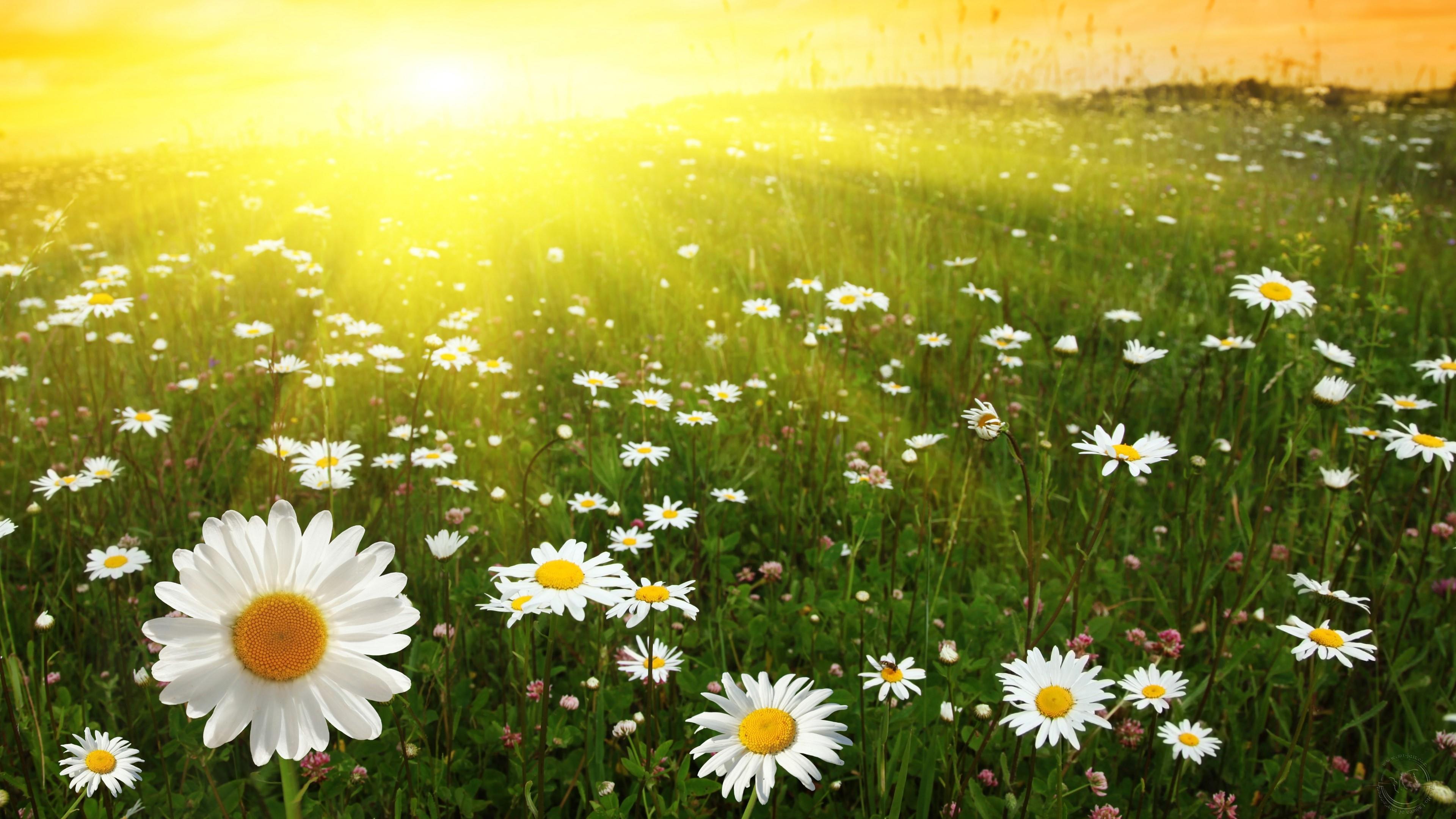 Download White Flower Sunshine Flower Nature Daisy 4k Ultra HD Wallpaper