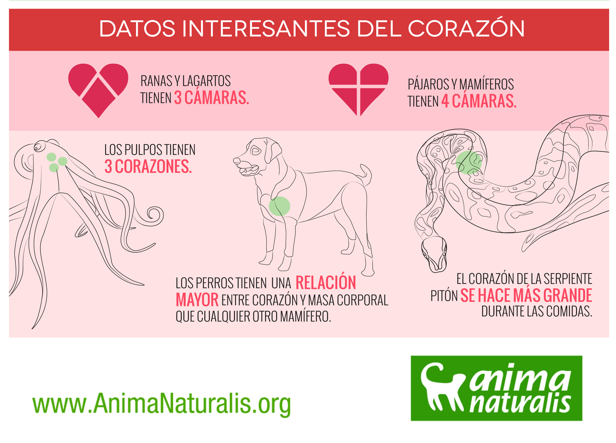 San Valentín algunos animales sí que tienen corazón / General
