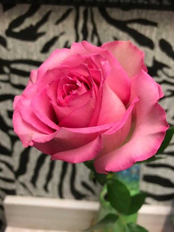 Pink Killarney Rose Alpha Xi Delta Flower by Sharon De Vore