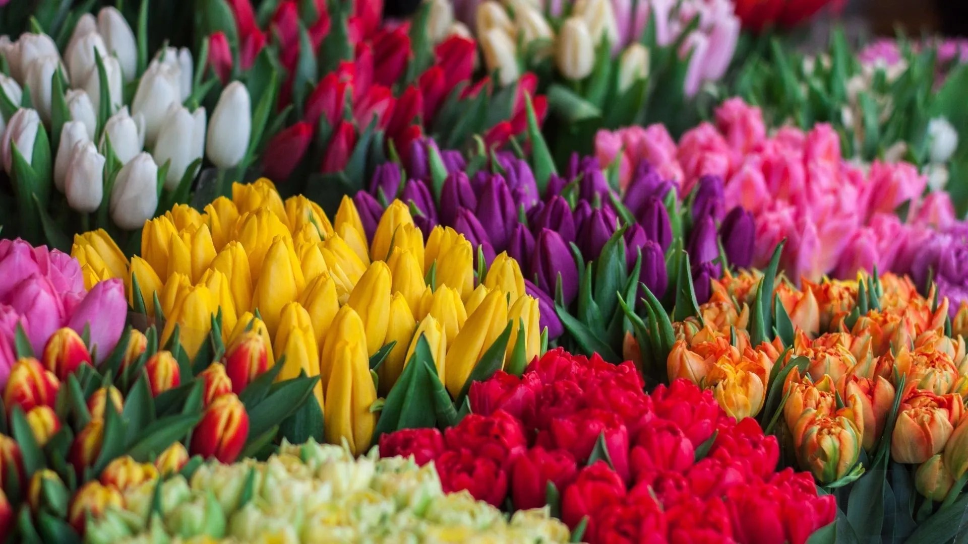 Brilliant Blooms: 50 Of The Most Beautiful Flowers In The World