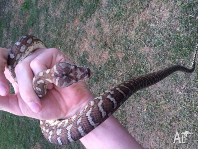 Bredli carpet python for Sale in ARUNDEL, Queensland Classified
