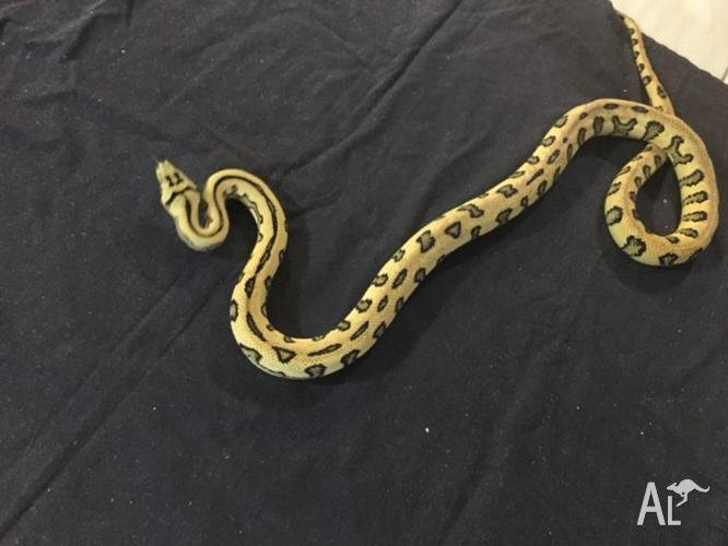 Jungle jag Carpet Python for Sale in ALLENVIEW, Queensland Classified