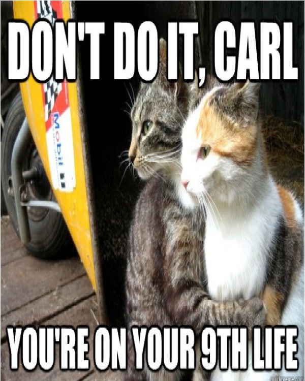 The ProtectorFunniest Cat Memes Of All Time