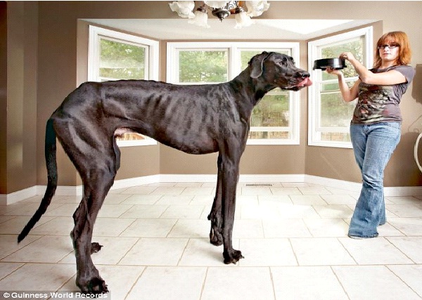 World's Biggest Pets