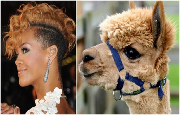Rihanna And The Alpaca15 Celebrities Who Look Like Real Life Animals