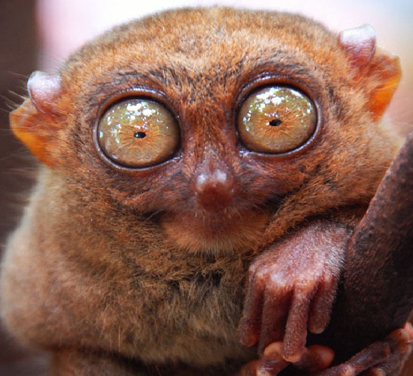 45 Funny Animal Memes Reader's Digest