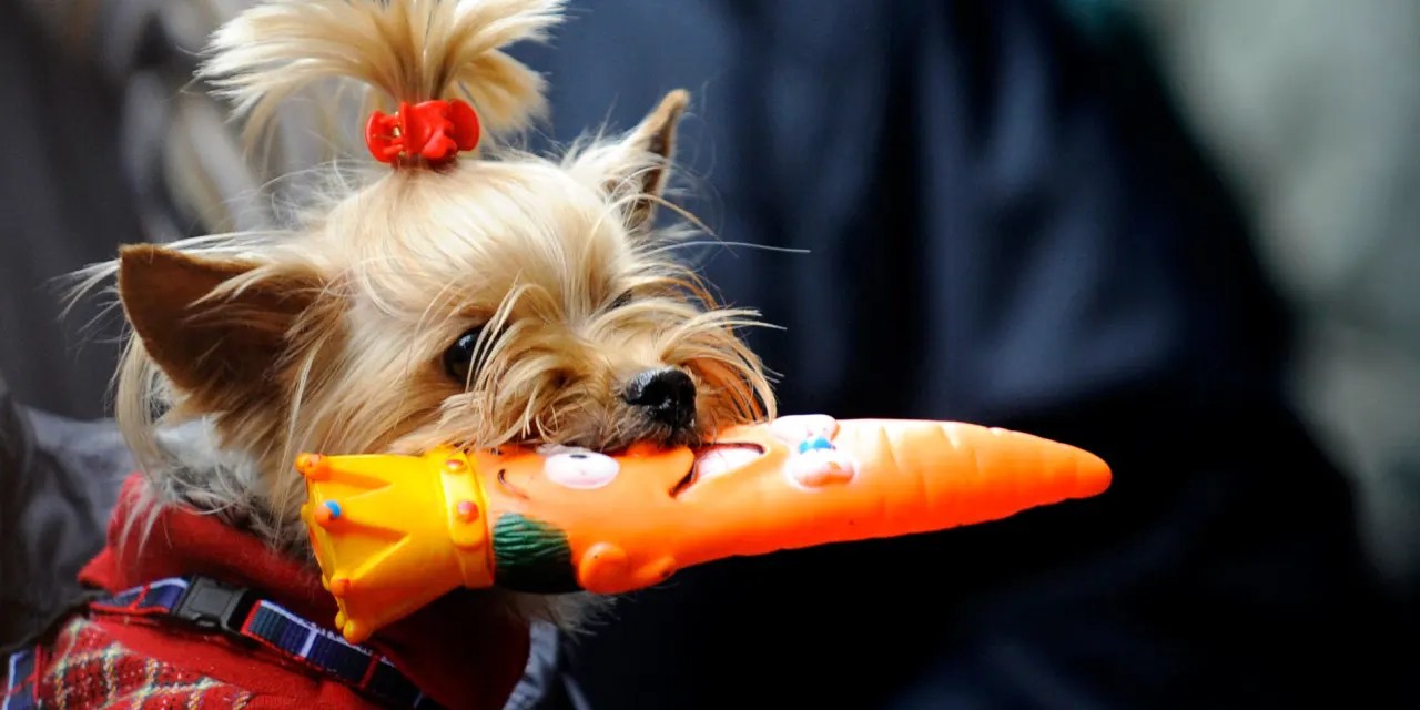 Chewy Stock Is Up on Booming Online Pet Food Sales. Dogs Are Happy, Too