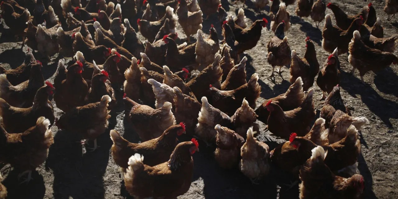 Expect Chicken Prices to Rise After Winter Storms Barron's