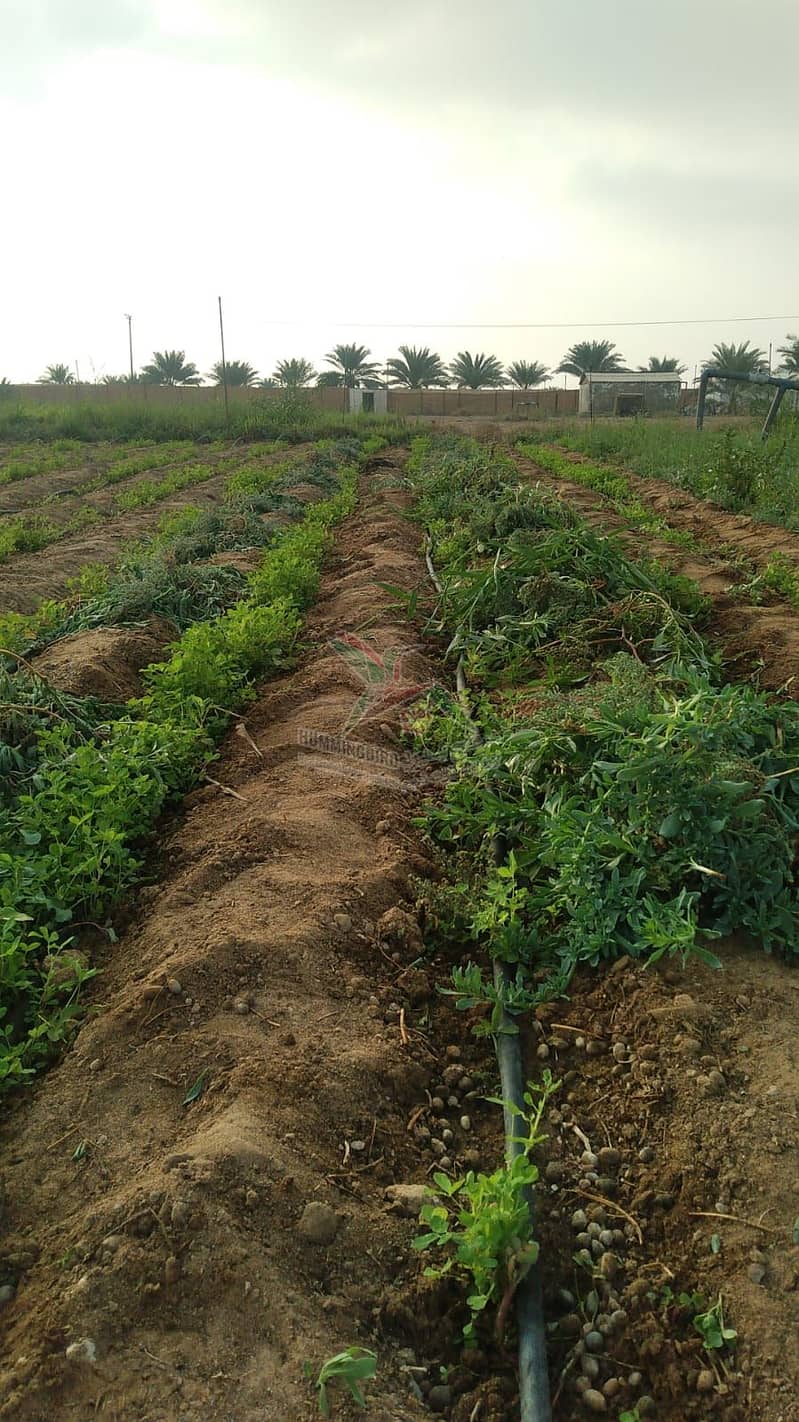 Farm for sale in a prime location in Al Ain Sweihan