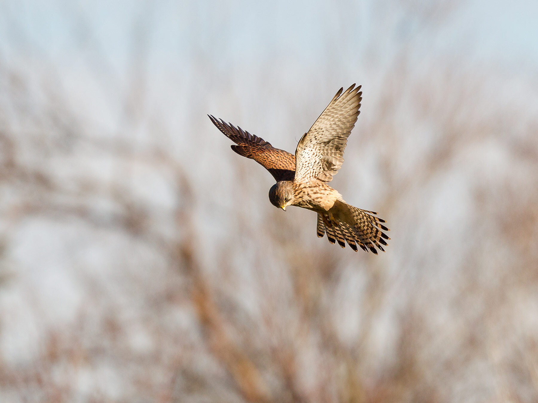 What Do Kestrels Eat? (All You Need To Know) Birdfact
