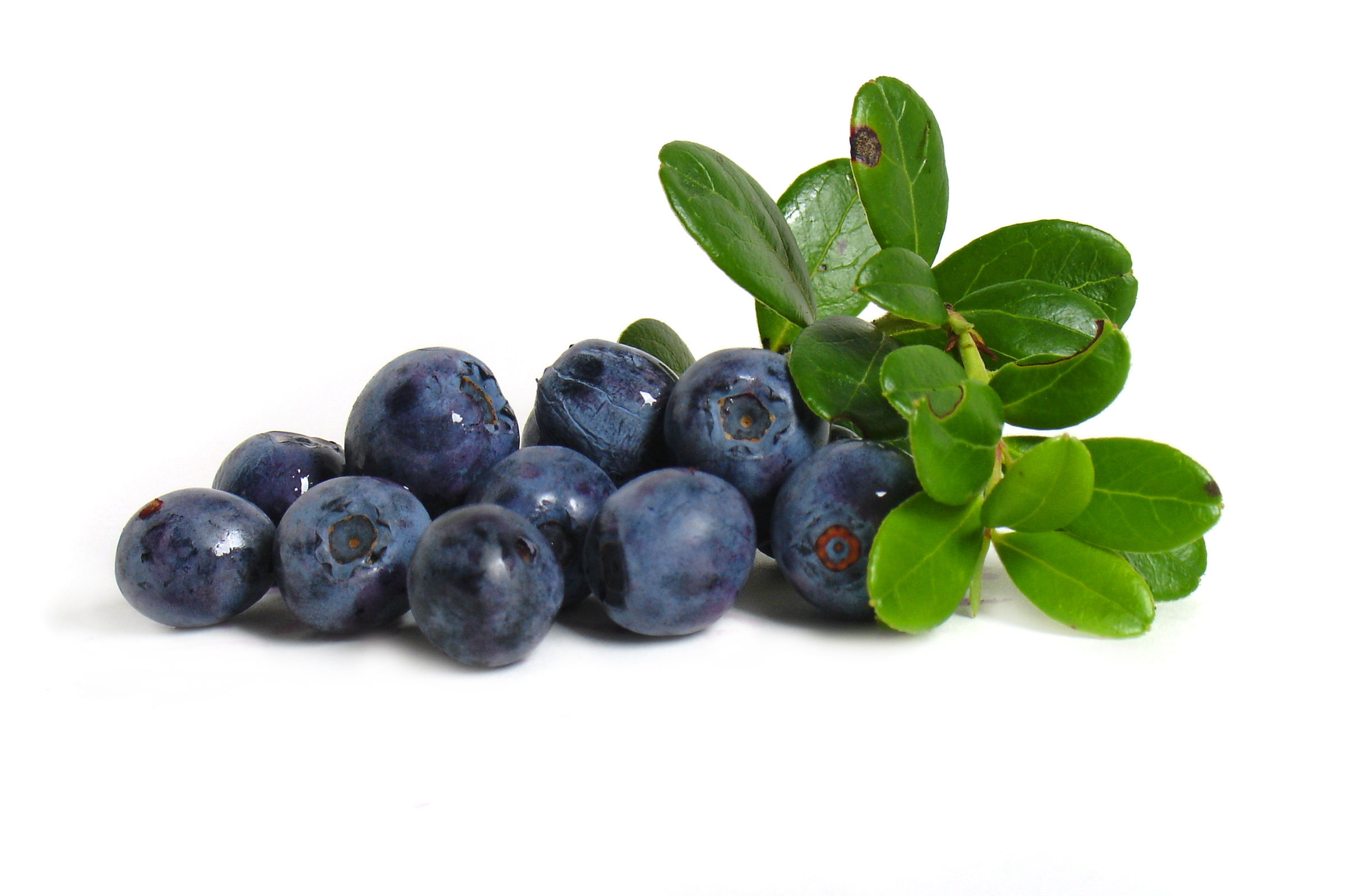 bilberry