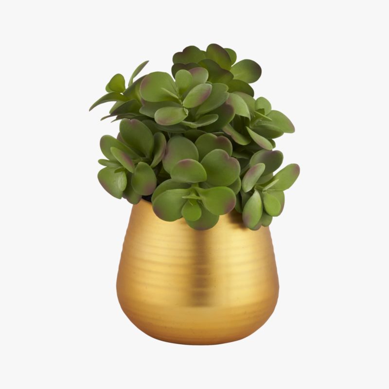 potted eucalyptus plant CB2